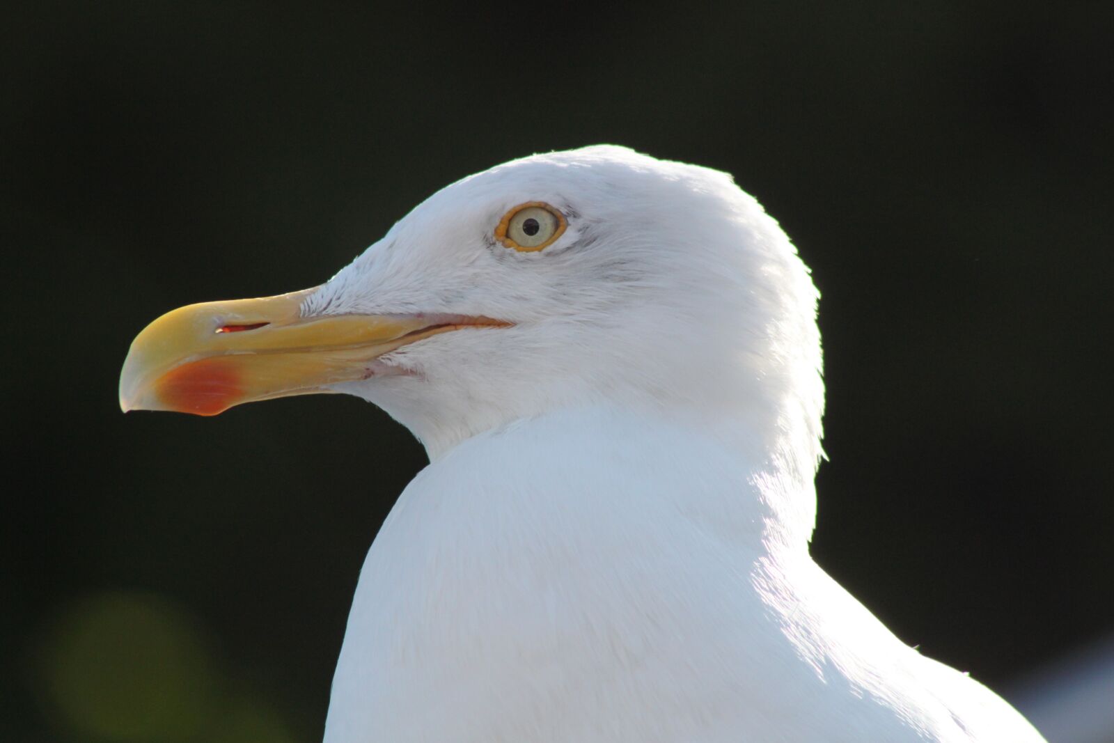 Canon EOS 500D (EOS Rebel T1i / EOS Kiss X3) sample photo. Gull, bird, head photography
