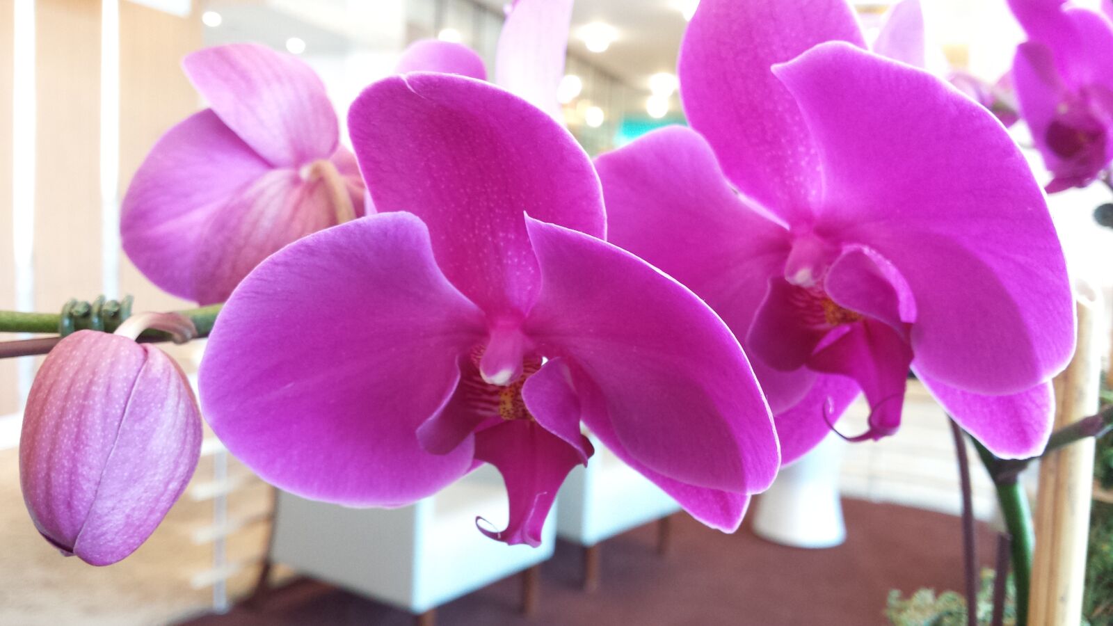 Samsung Galaxy S4 sample photo. Orchids, purple, flowers, purple photography