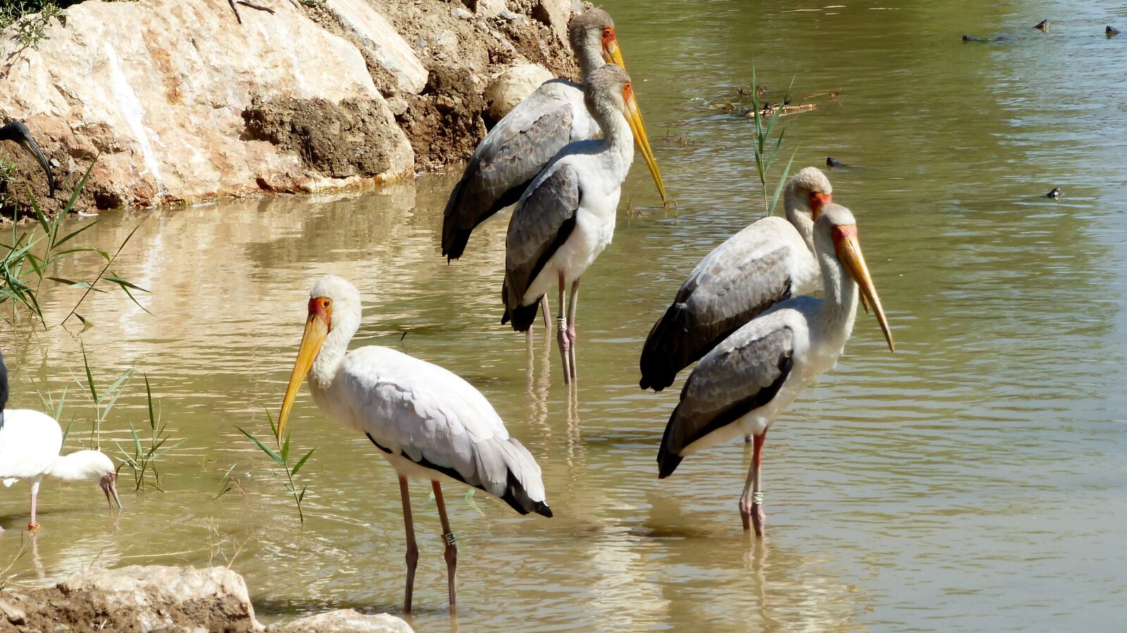 Panasonic Lumix DMC-FZ200 sample photo. Birds, africa, pen photography