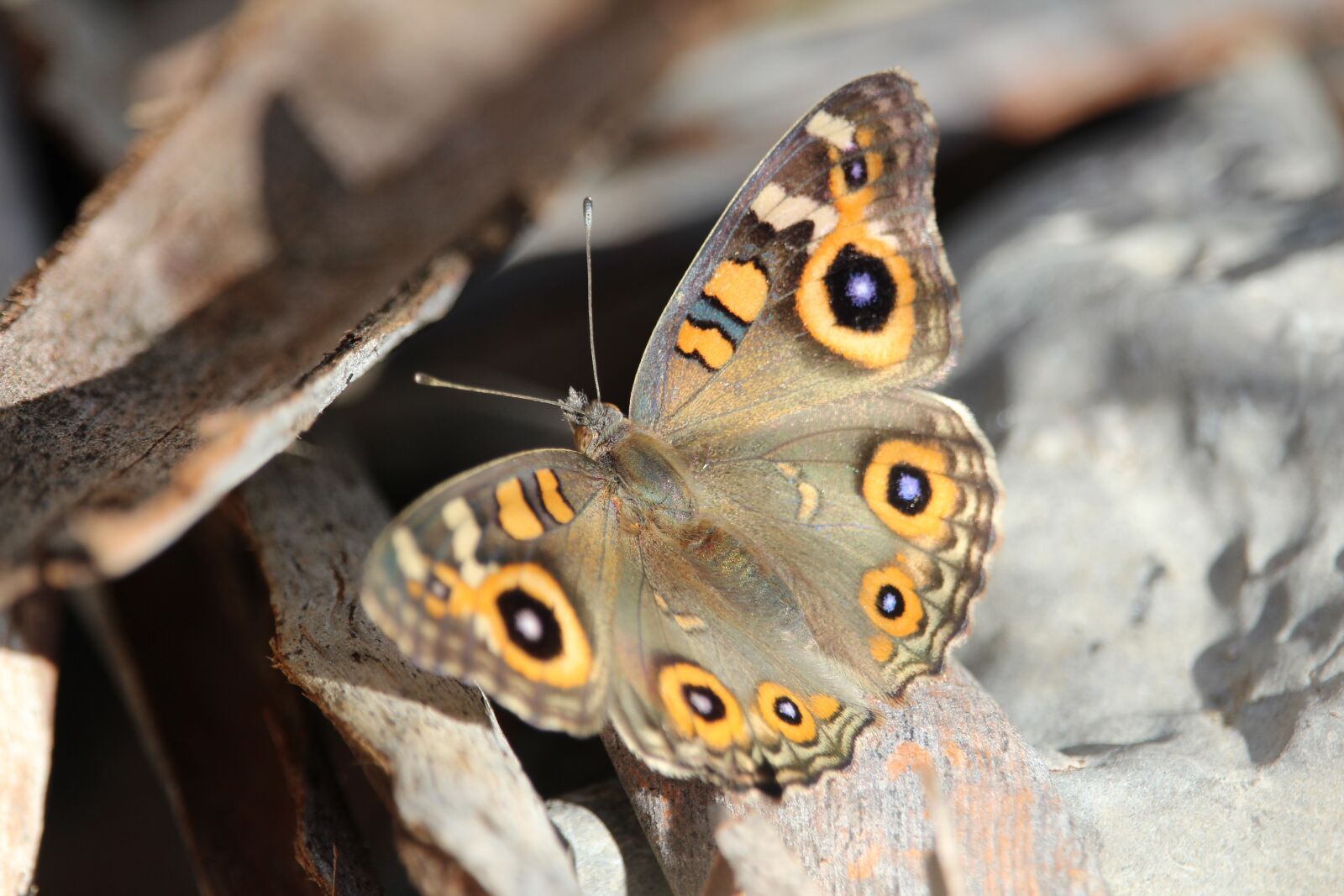 Canon EF-S 55-250mm F4-5.6 IS STM sample photo. Butterfly, insect, wings photography