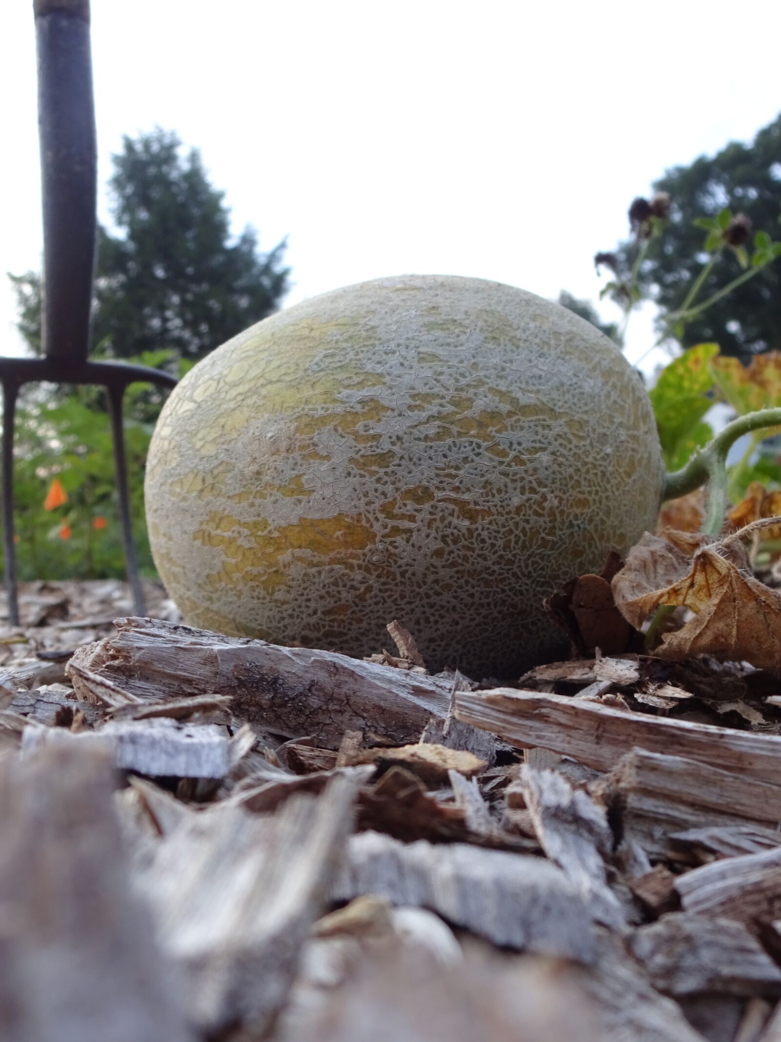 Sony Cyber-shot DSC-WX220 sample photo. Melon, honeydew, ground photography