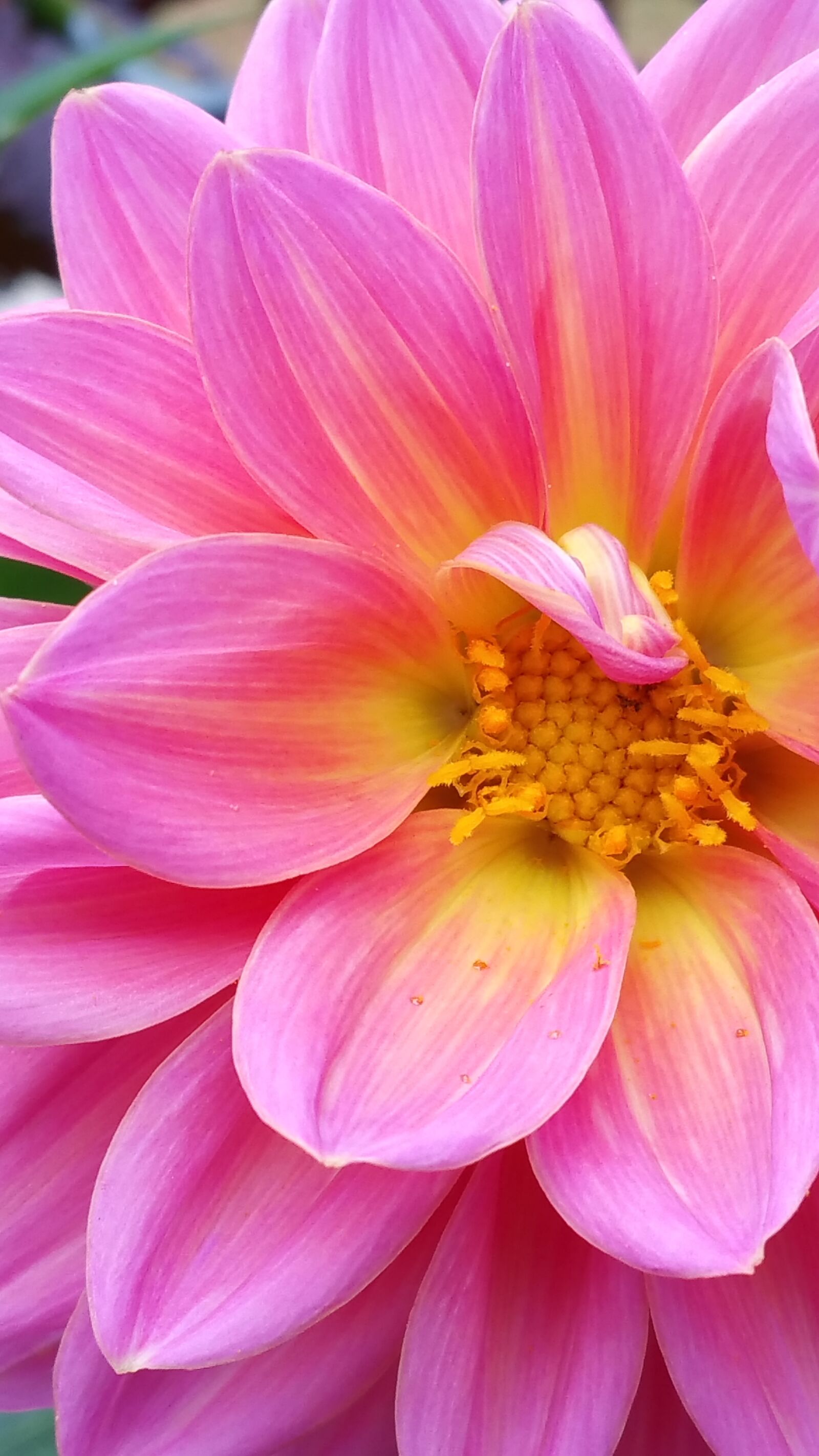 Samsung Galaxy Note4 sample photo. Dahlia, pink, flo photography