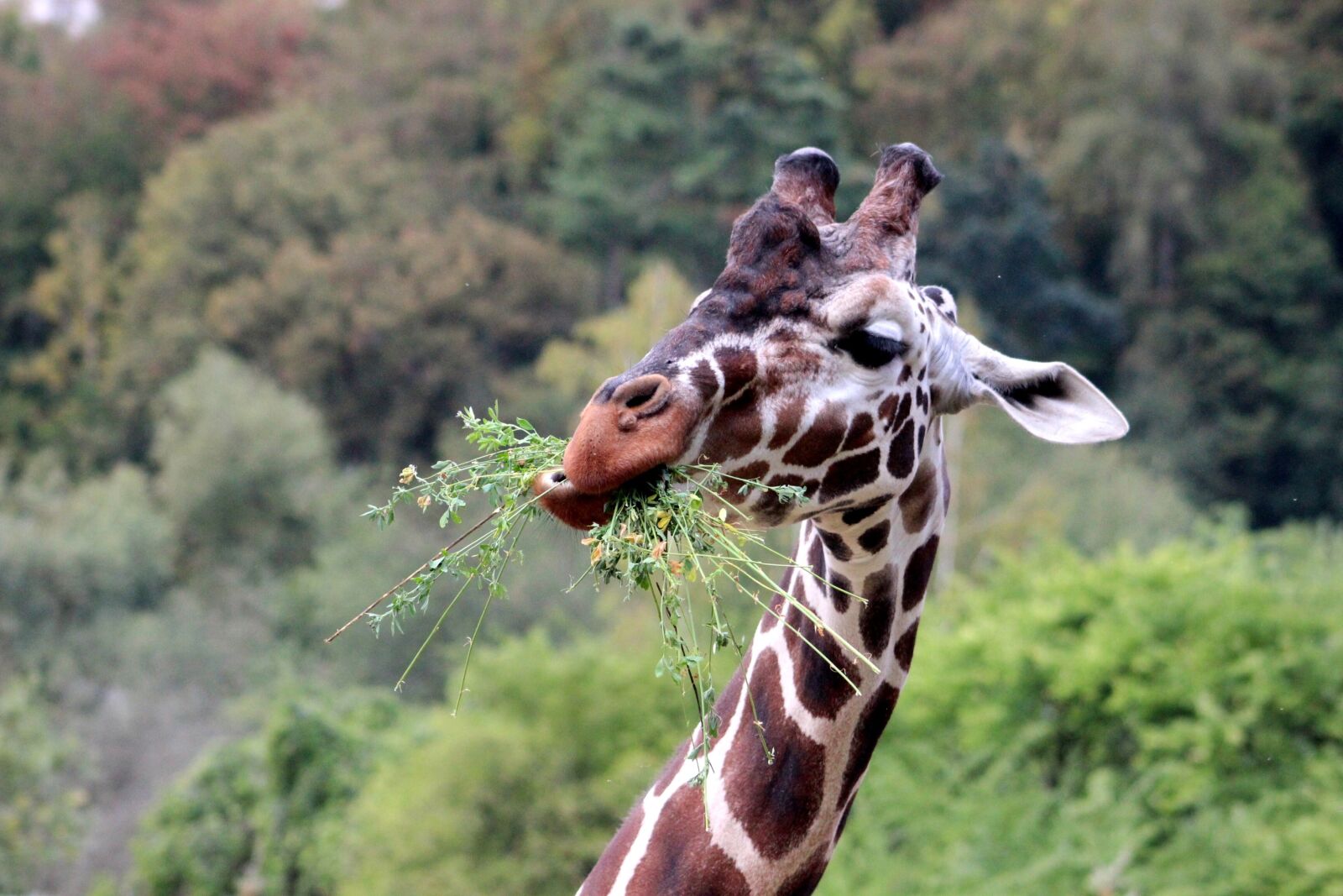 Canon EOS 600D (Rebel EOS T3i / EOS Kiss X5) sample photo. Giraffe, zoo, animal photography