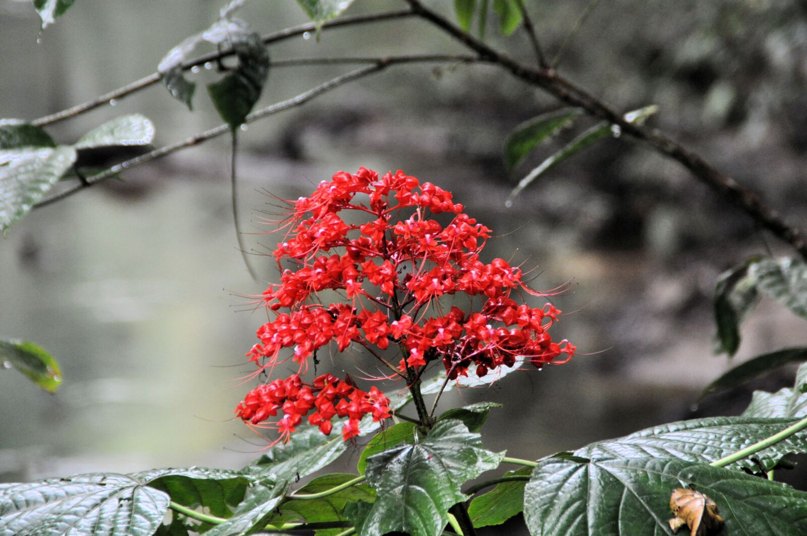 Nikon D5000 sample photo. Nature, leaf, tree photography