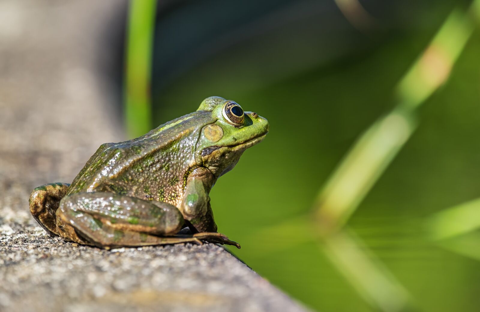 Fujifilm XF 55-200mm F3.5-4.8 R LM OIS sample photo. Frog, water frog, amphibian photography