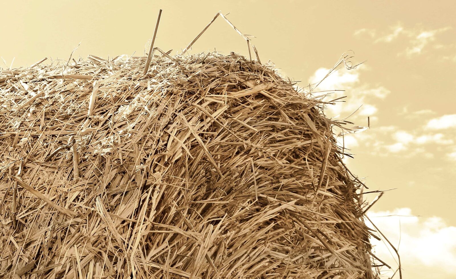 Canon EOS 550D (EOS Rebel T2i / EOS Kiss X4) sample photo. Cereal, agriculture, nature, straw photography