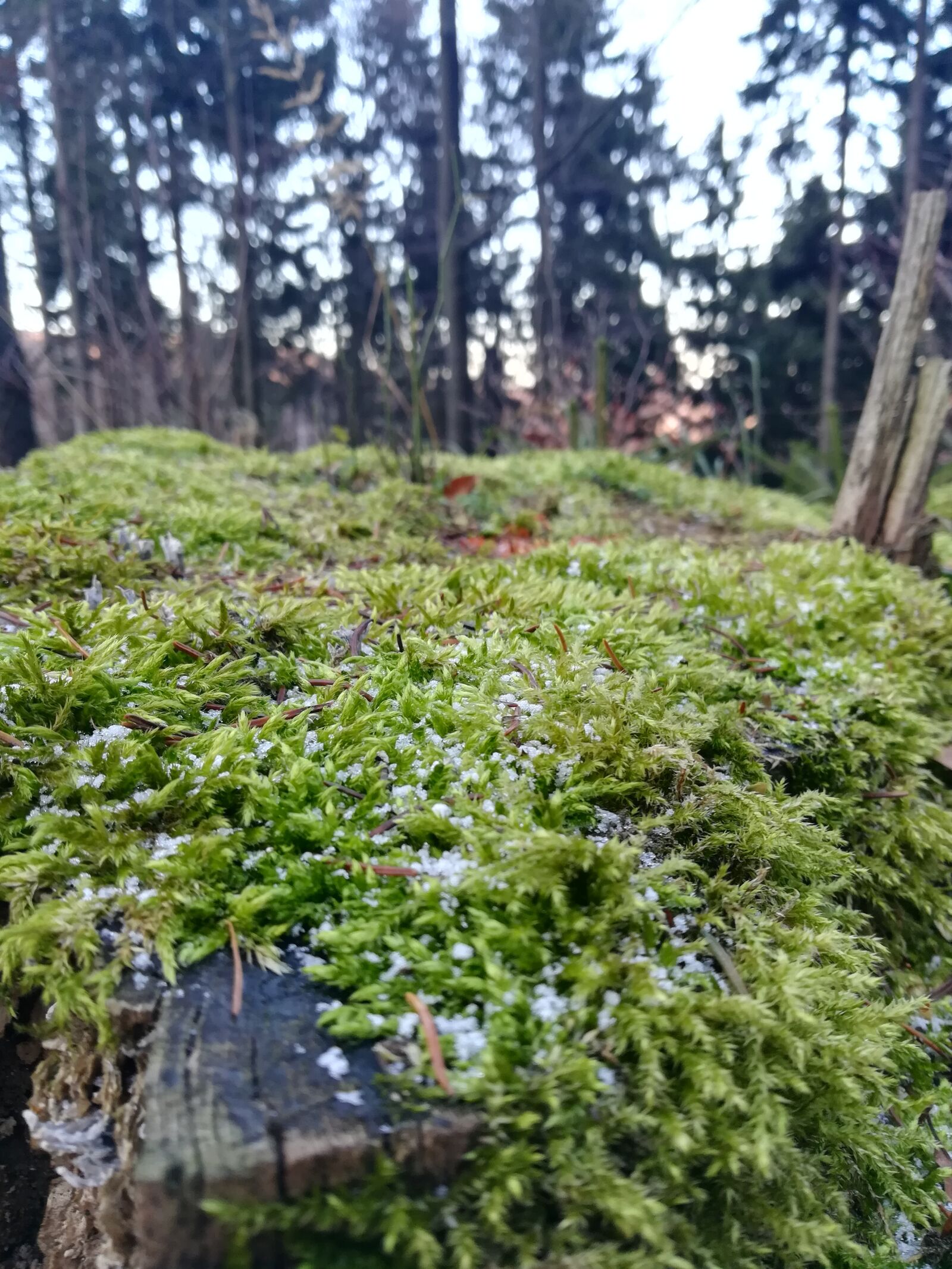 HUAWEI PRA-LX1 sample photo. Forest, moss, tree photography