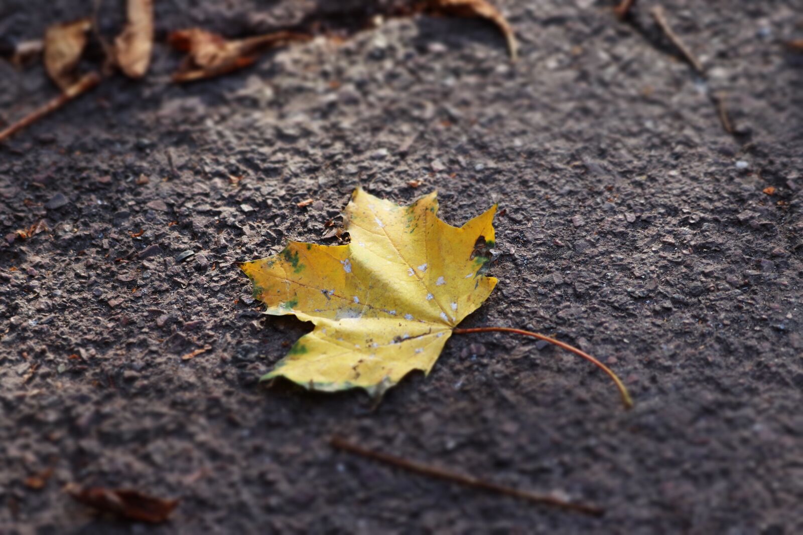 Canon EF 70-300 F4-5.6 IS II USM sample photo. Autumn, leaf, garden photography