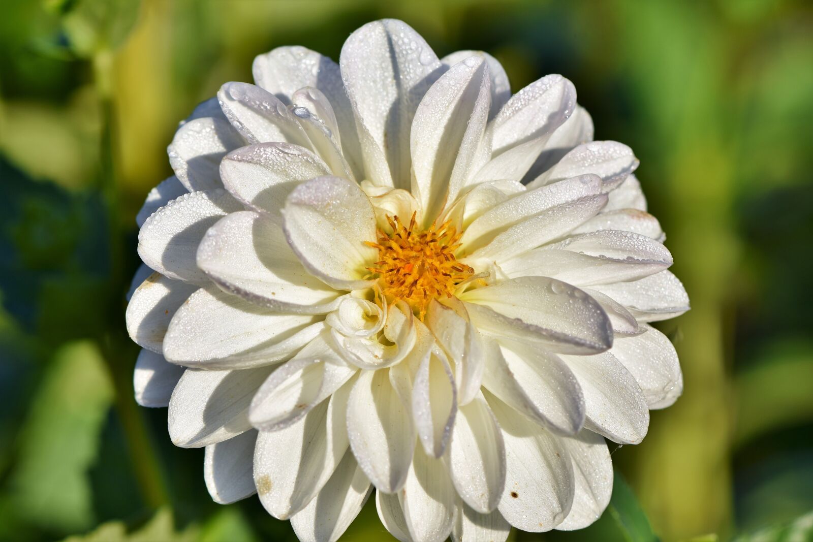 Nikon D7200 sample photo. Dahlia, dahlias bud, flower photography