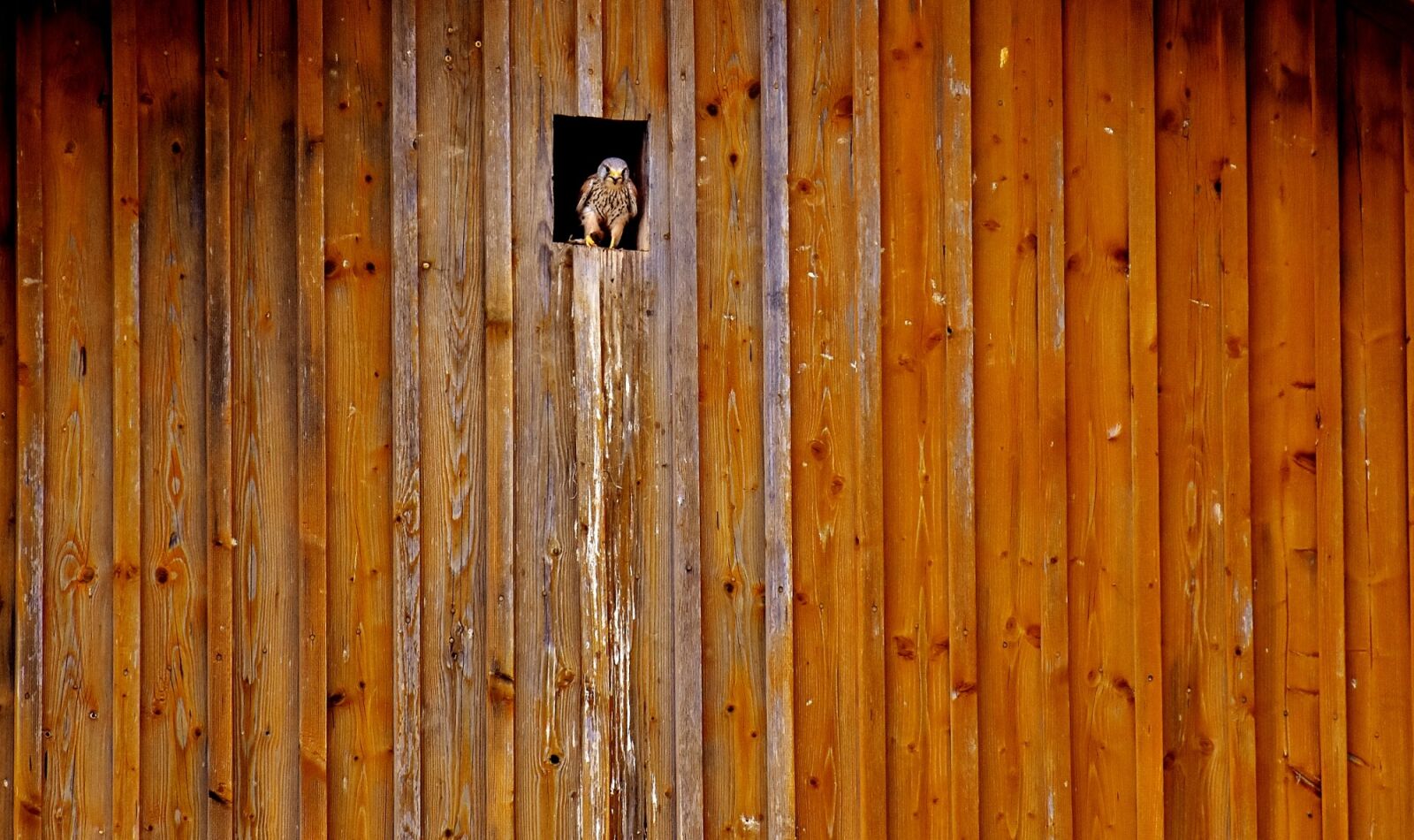 Nikon D7200 sample photo. Falcon, nest, shelter photography