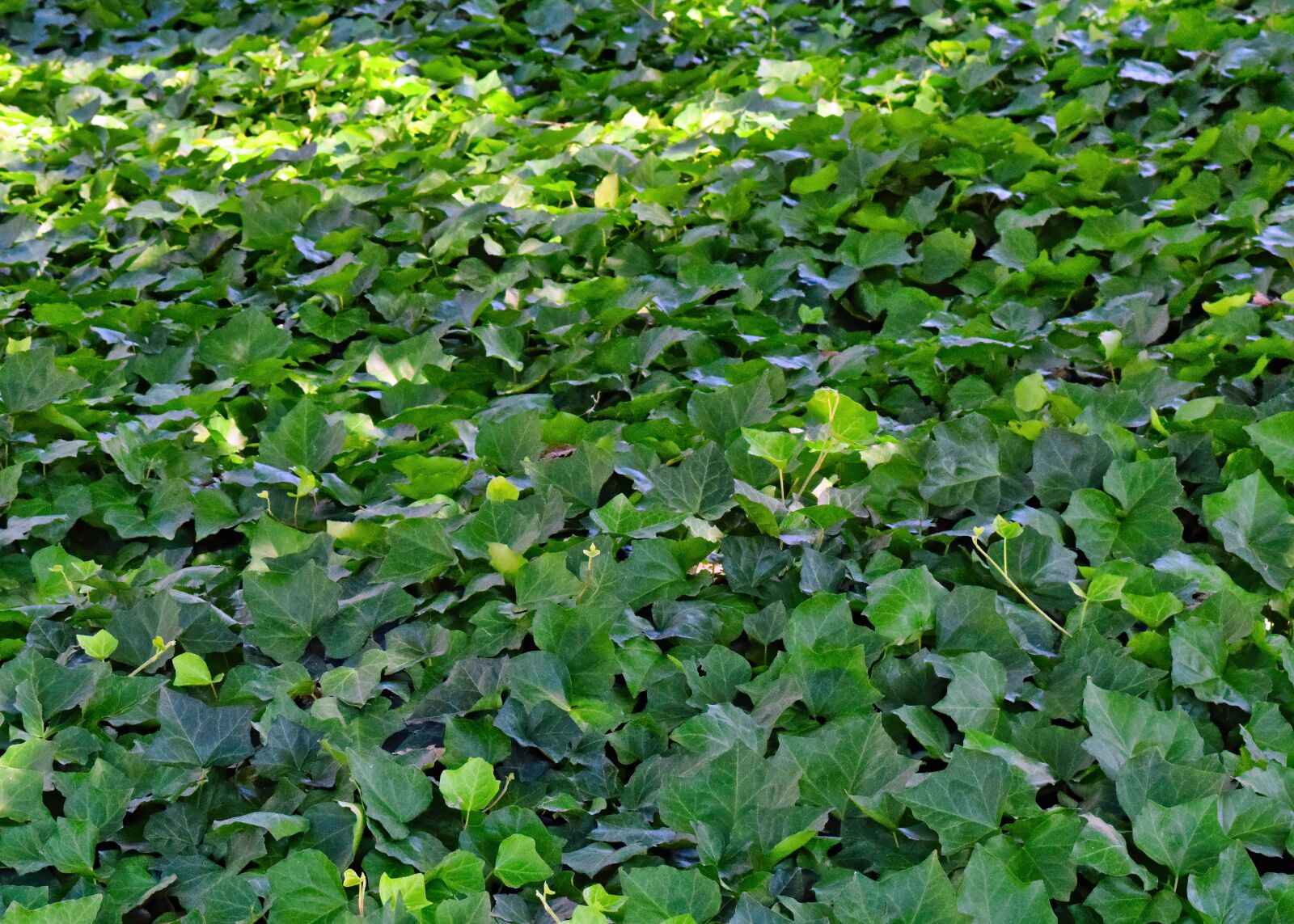 Nikon D3300 sample photo. Ivy, covered, nature photography