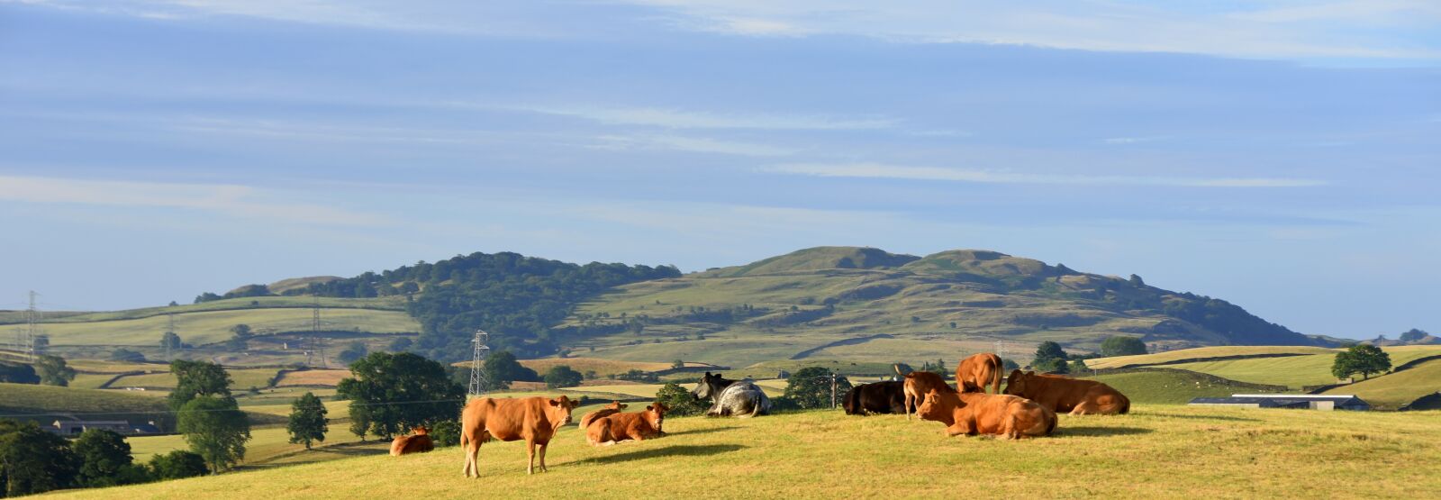Nikon D7200 sample photo. Cows, panorama, meadow photography