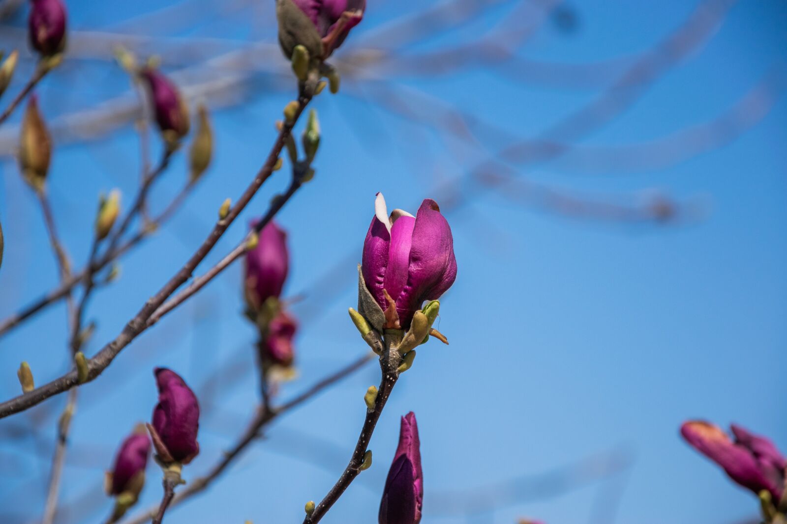 Nikon D3300 sample photo. Magnolia, flower, garden photography
