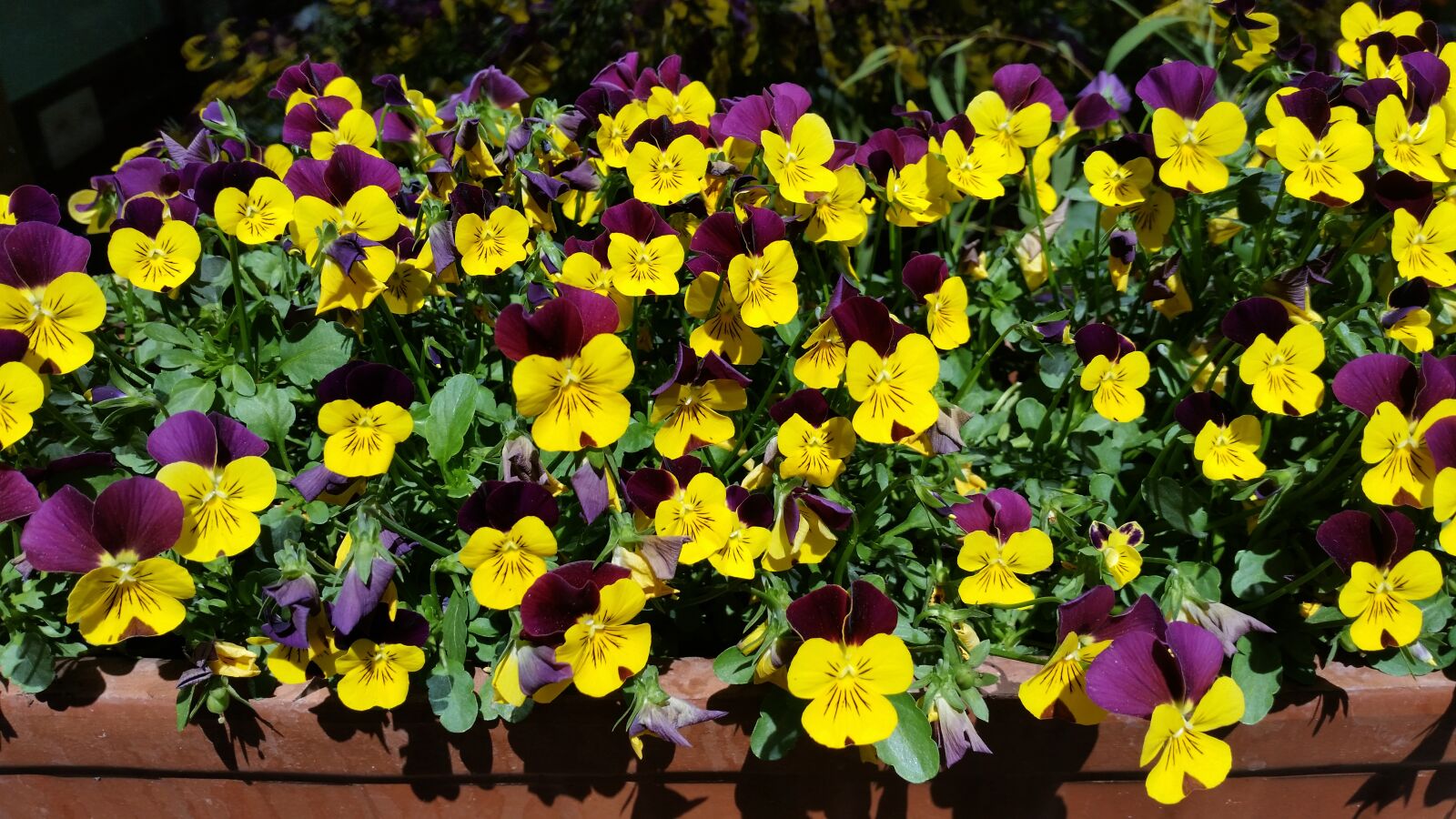 Samsung Galaxy S5 sample photo. Violet, flowers, yellow photography
