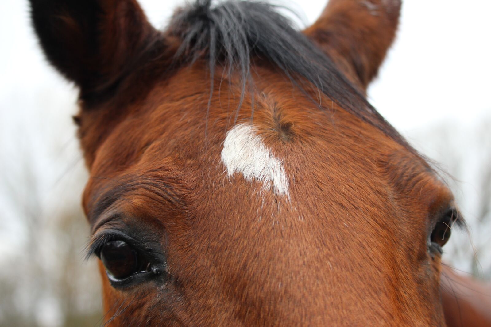Canon EOS 1200D (EOS Rebel T5 / EOS Kiss X70 / EOS Hi) sample photo. Horses, horse, animals photography