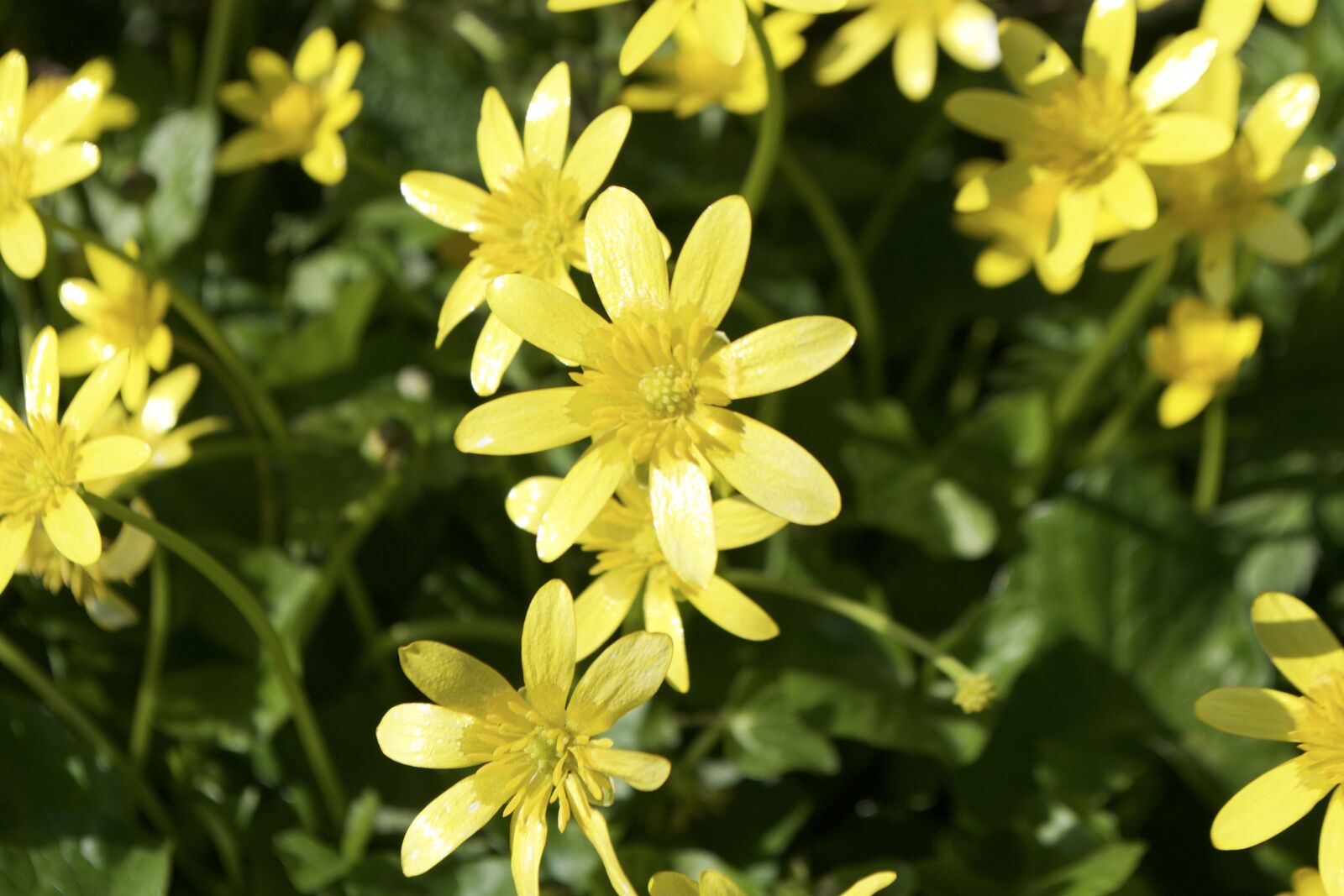 Nikon D3100 sample photo. Flower, yellow, buttercup photography