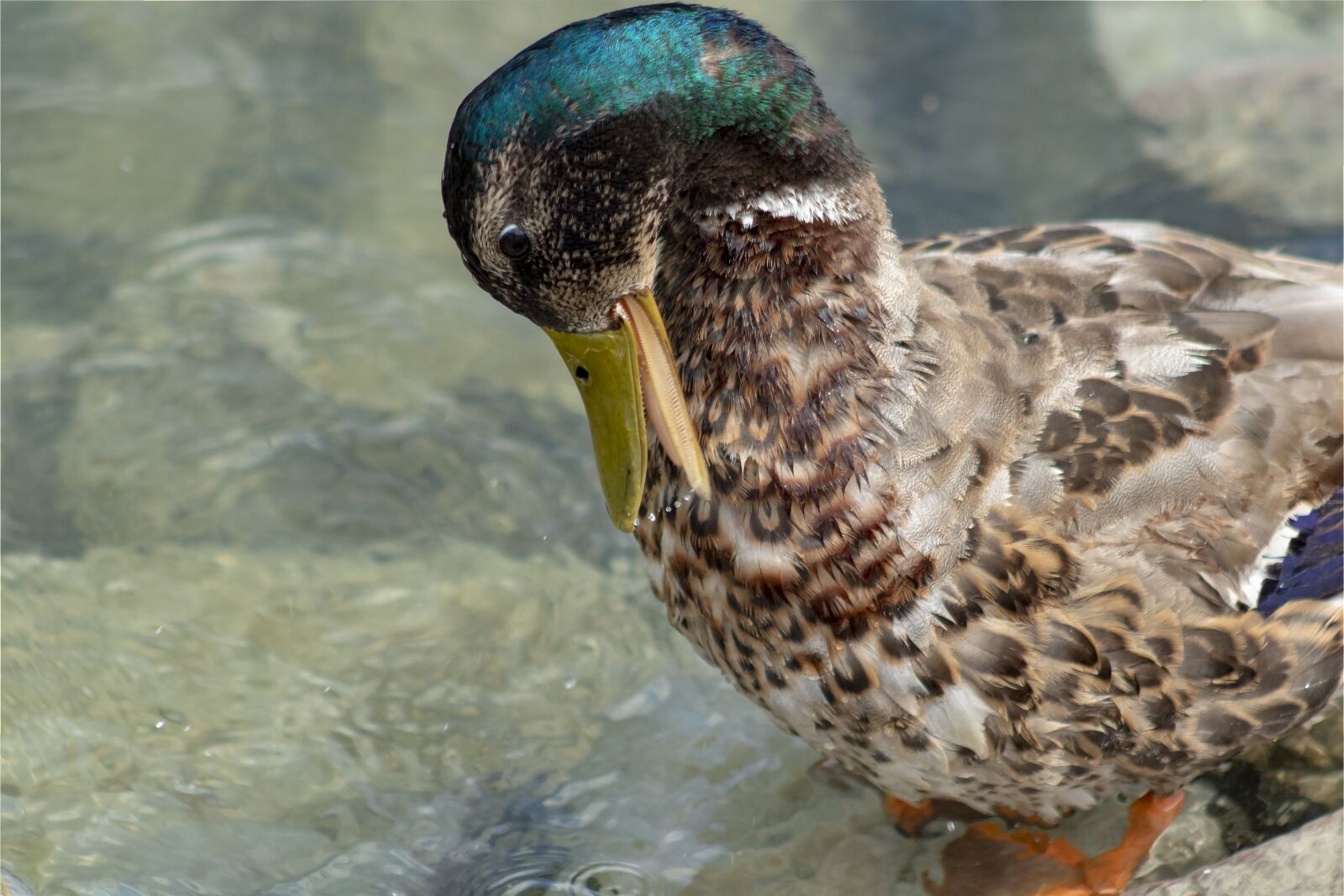 Canon EF75-300mm f/4-5.6 sample photo. Wild ducks, teal, duck photography