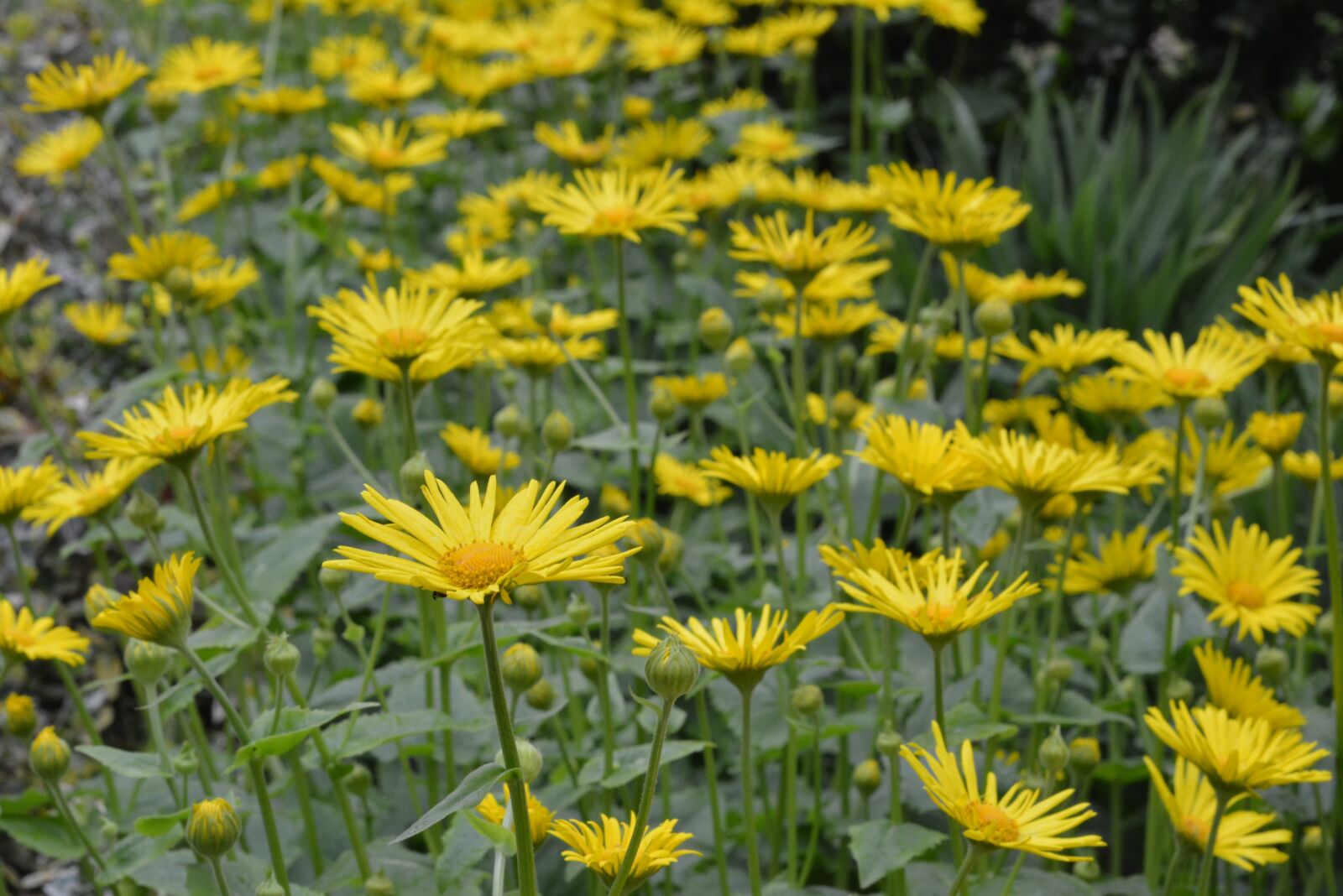 Nikon D5200 sample photo. Doronikum caucasian, yellow, flowers photography