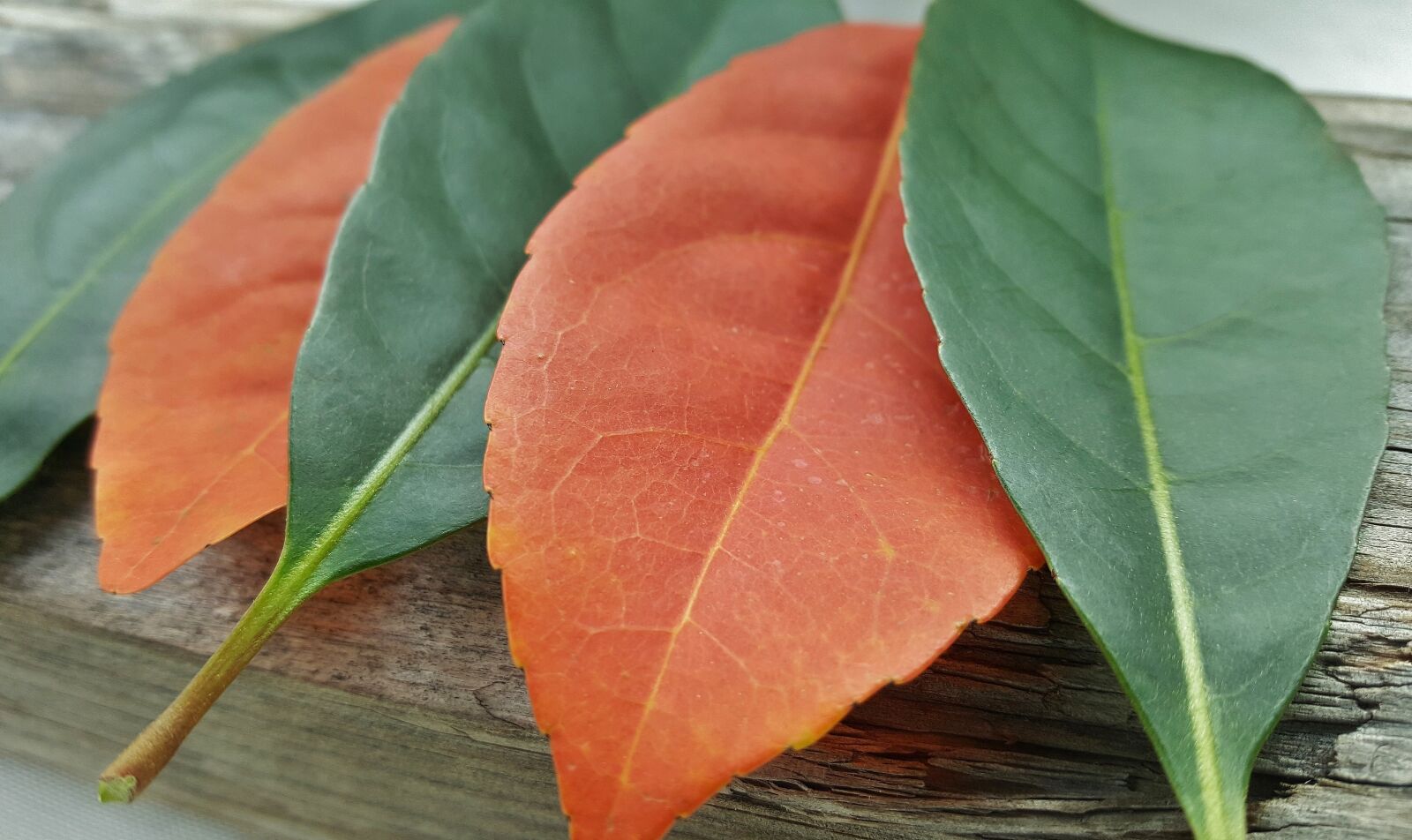 Samsung Galaxy Note5 sample photo. Leaves, fall, fall colors photography