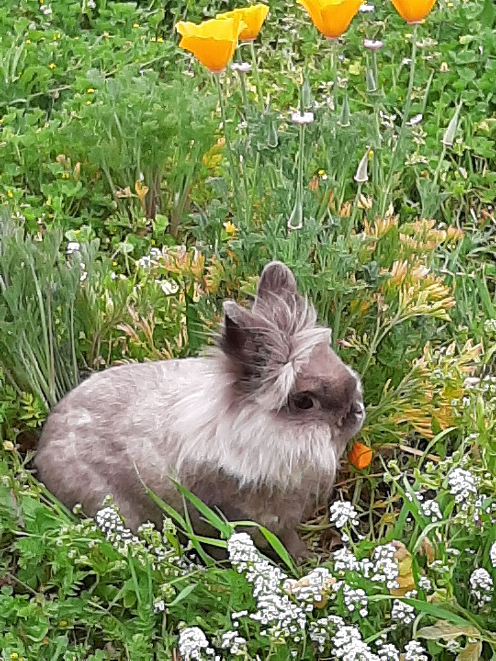 Samsung Galaxy A50 sample photo. Rabbit, flowers, nature photography