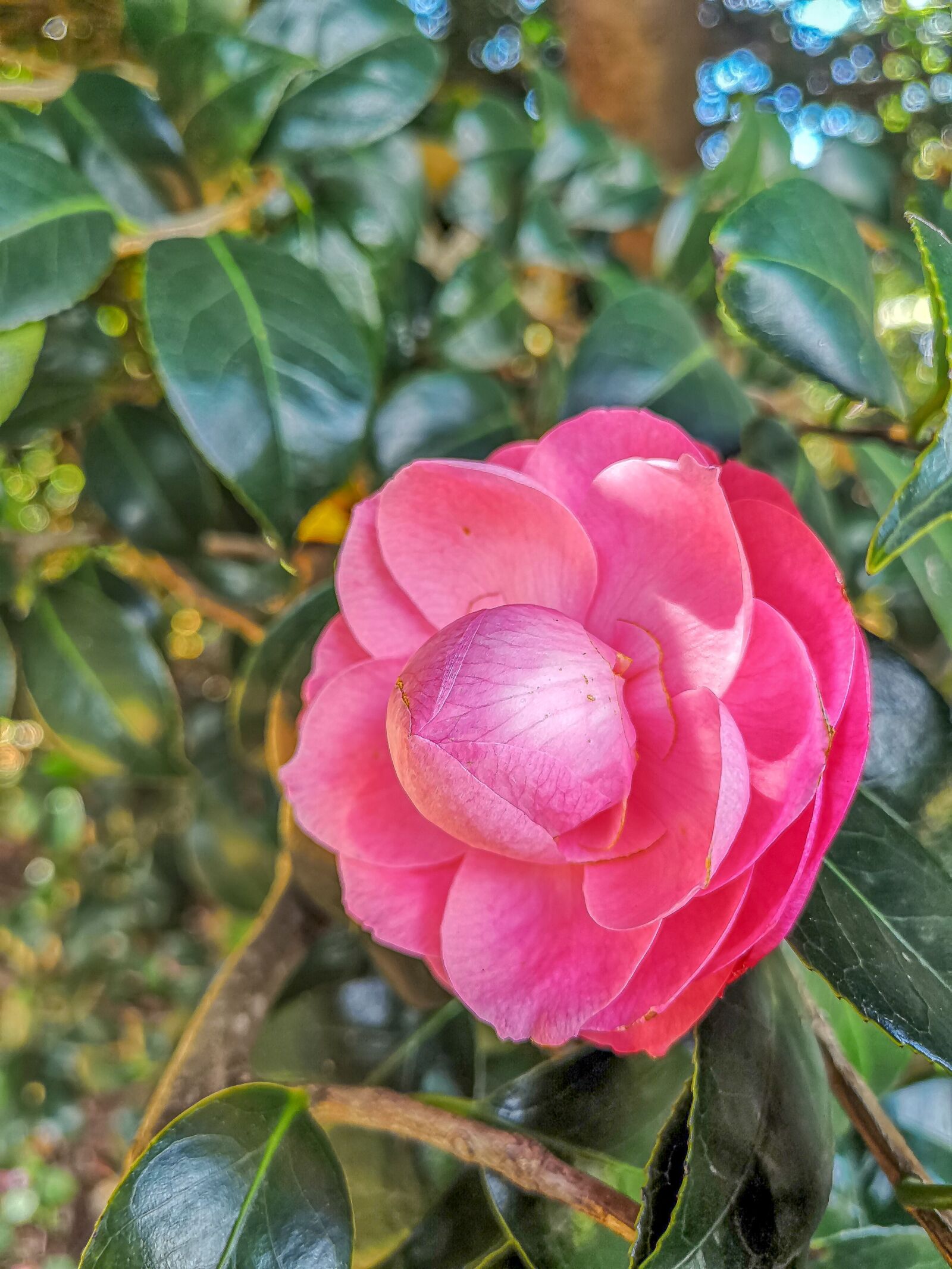 HUAWEI CLT-L29 sample photo. Madeira, red, flower photography