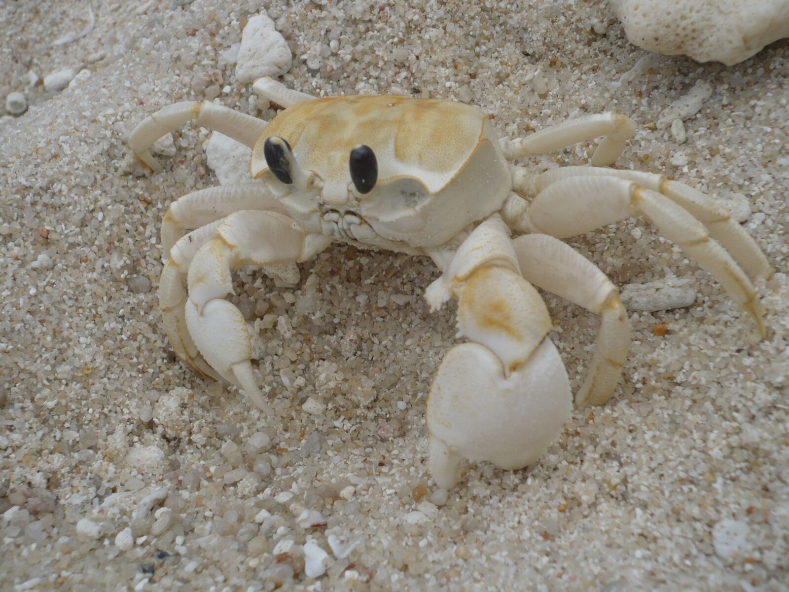 Panasonic DMC-FX12 sample photo. Crab, beach, nature photography
