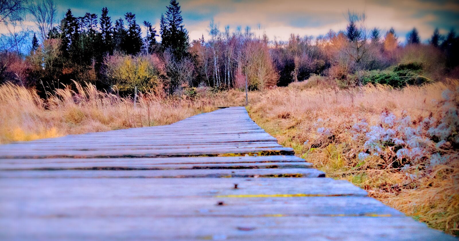 Panasonic Lumix DMC-FZ1000 sample photo. Autumn, away, wooden track photography