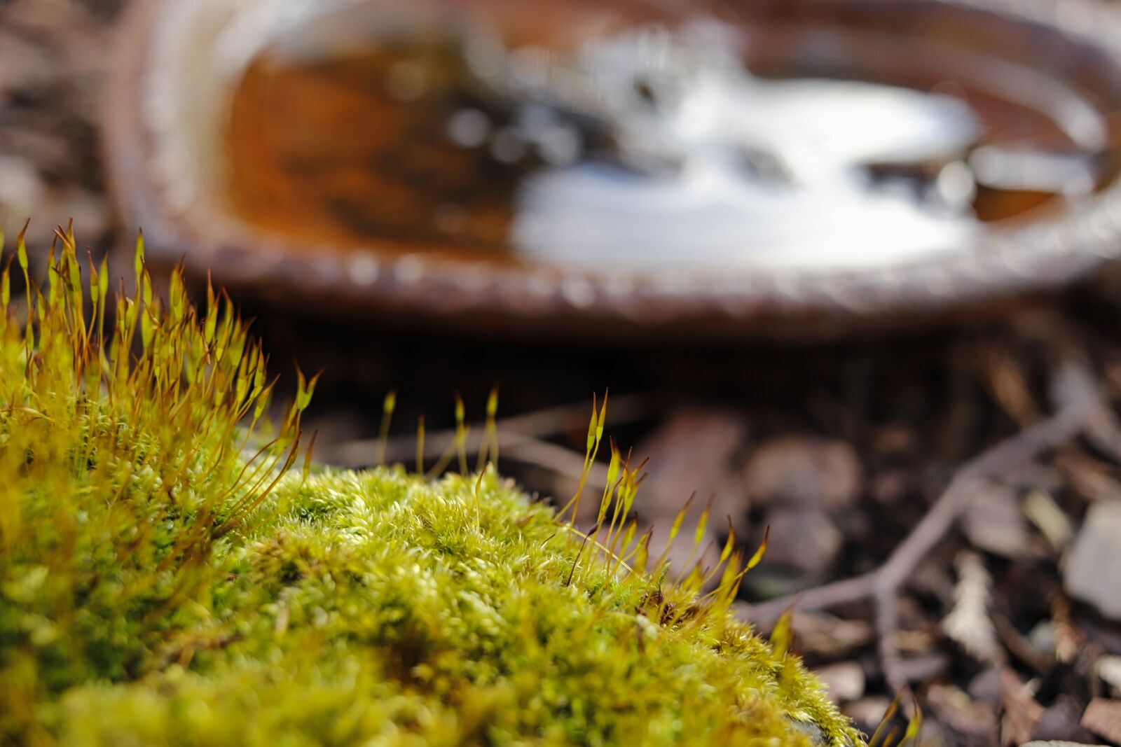 Canon EF-S 24mm F2.8 STM sample photo. Moss, nature, green photography