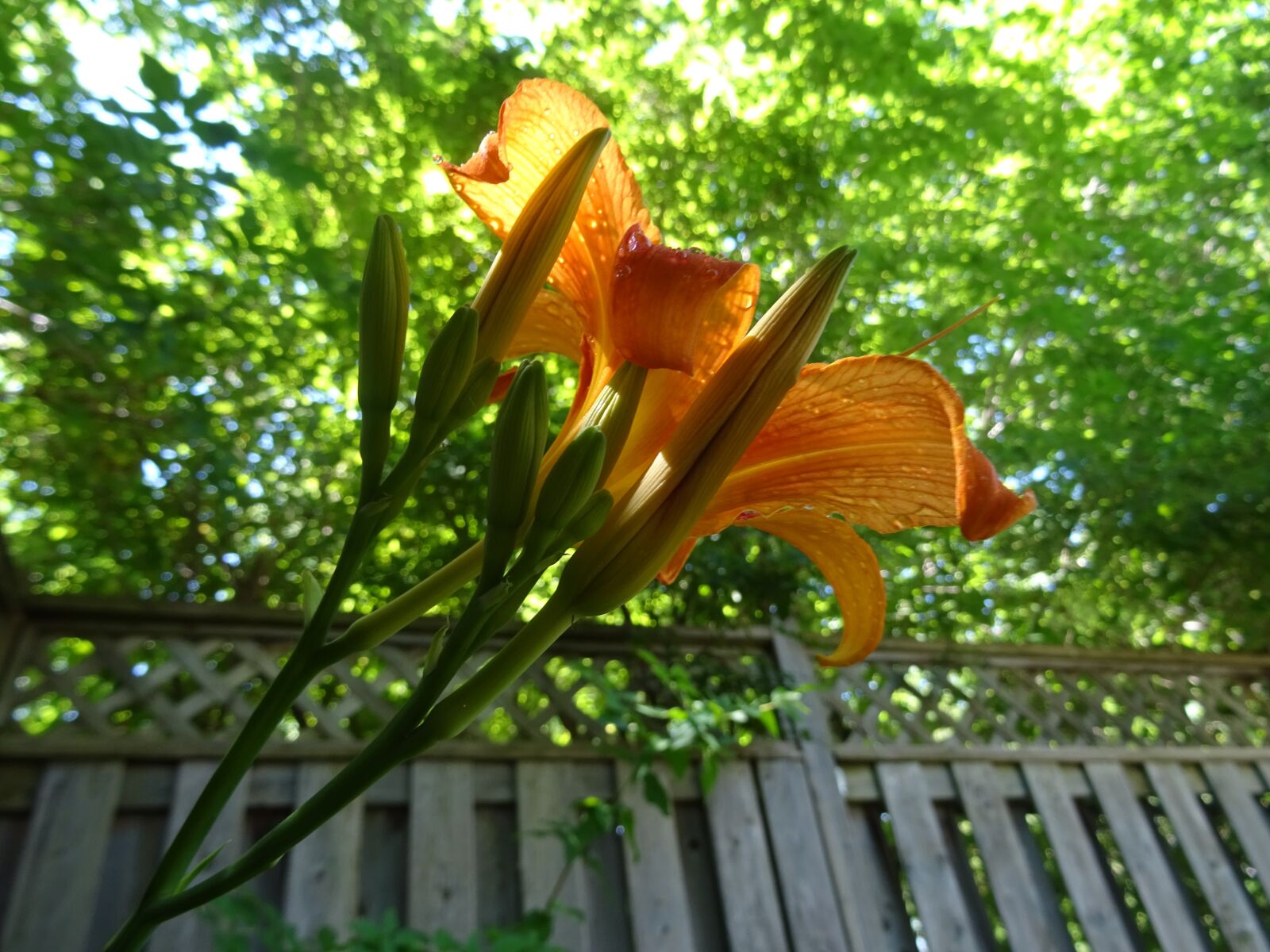 Sony DSC-HX60V sample photo. Orange, lily, flower photography