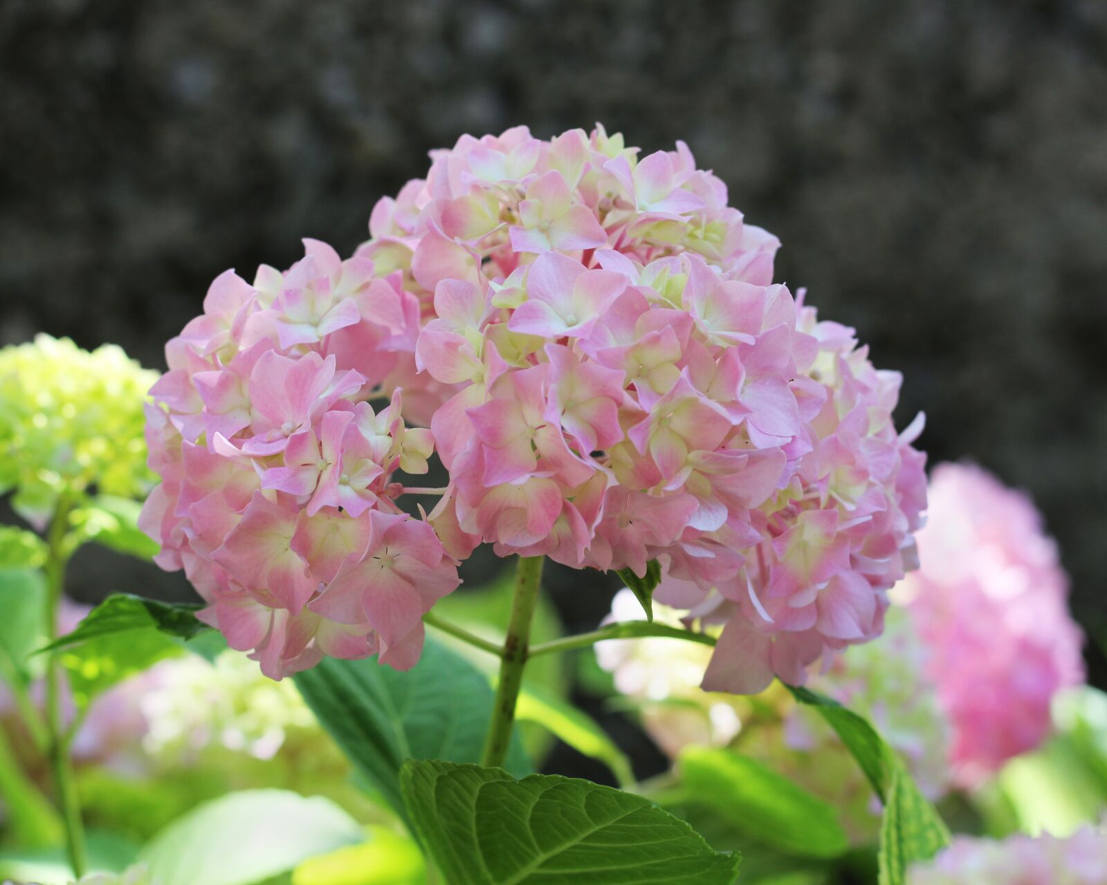 Canon EOS 700D (EOS Rebel T5i / EOS Kiss X7i) sample photo. Nature, spring, garden photography
