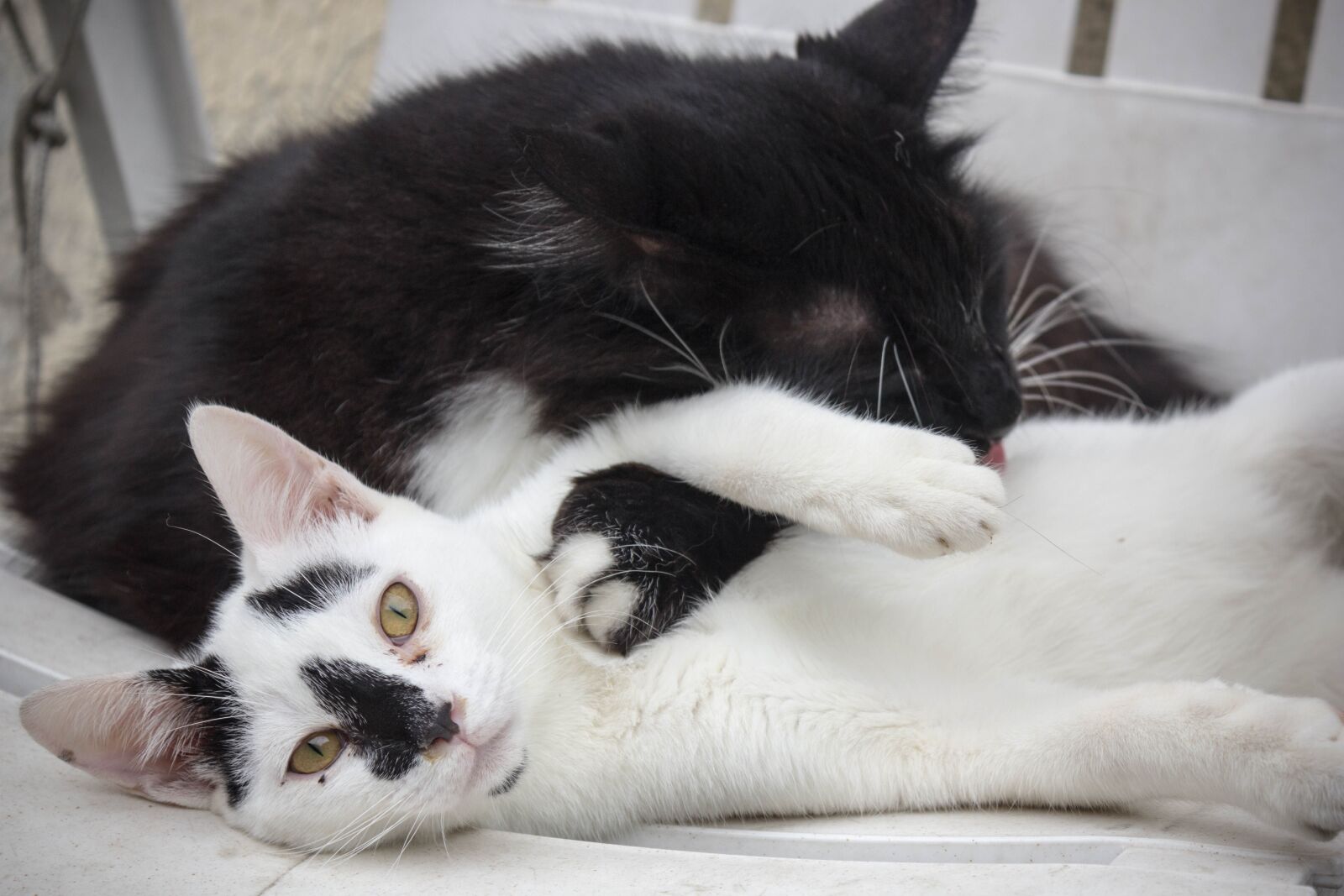 Canon EOS 60D sample photo. Cat, feline, domestic photography