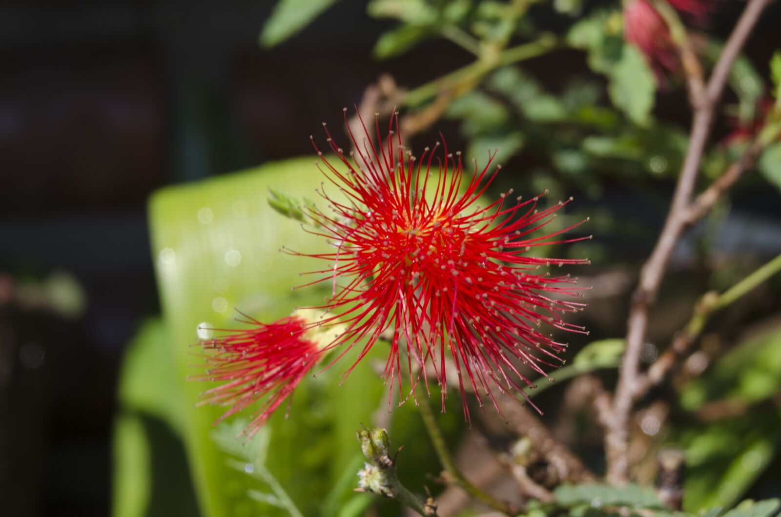 Nikon D5100 sample photo. Macro, affix, flower photography
