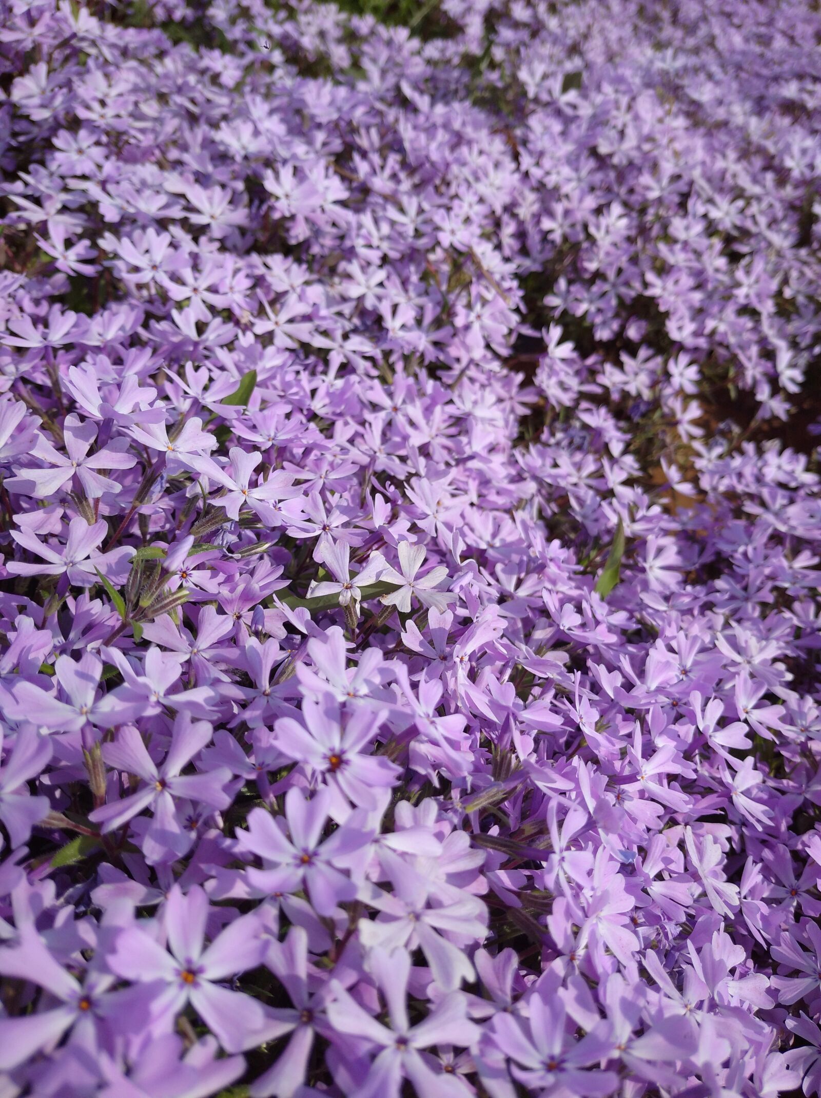Xiaomi Redmi 8A sample photo. Flowers, purple, flower photography