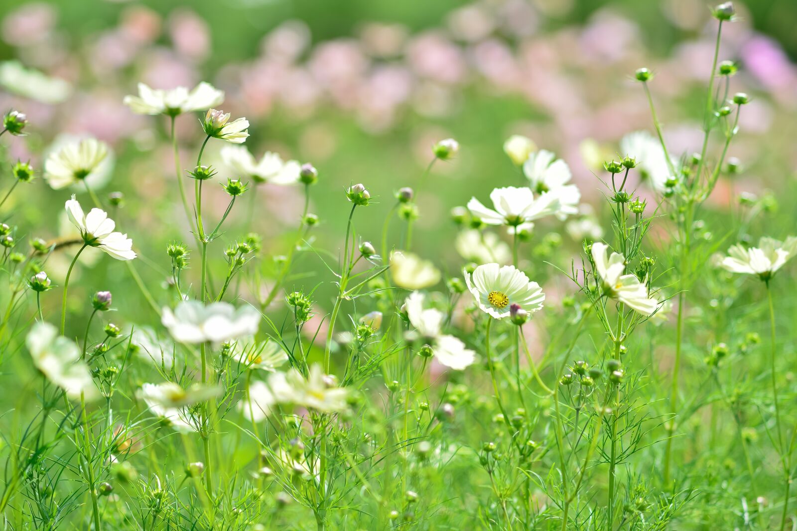 Nikon Df sample photo. Landscape, plant, flowers photography