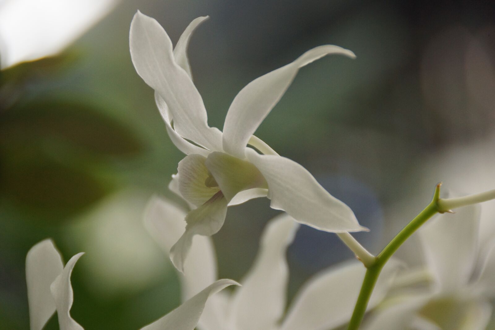 Sony SLT-A77 + Sony DT 18-250mm F3.5-6.3 sample photo. Orchid, white, delicate photography