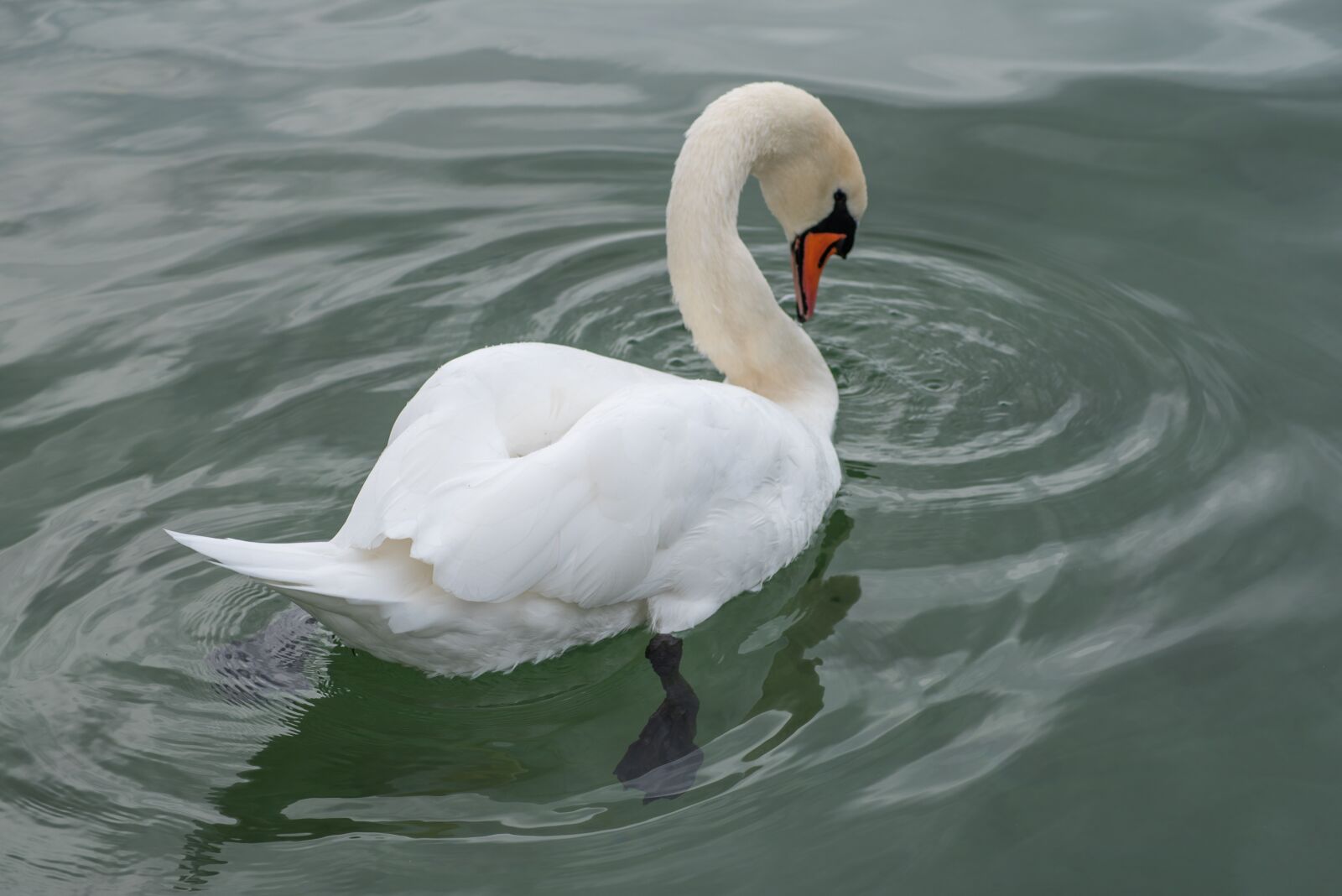 Nikon D750 sample photo. Swan, bird, water photography