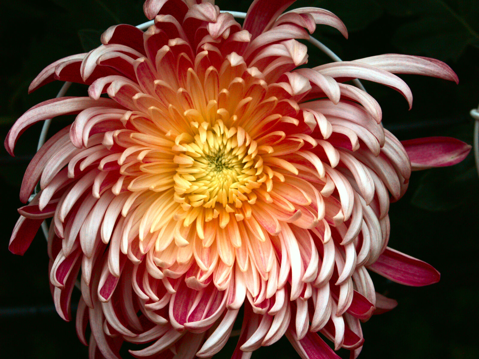 Olympus E-500 (EVOLT E-500) sample photo. Chrysanthemum, flowers photography