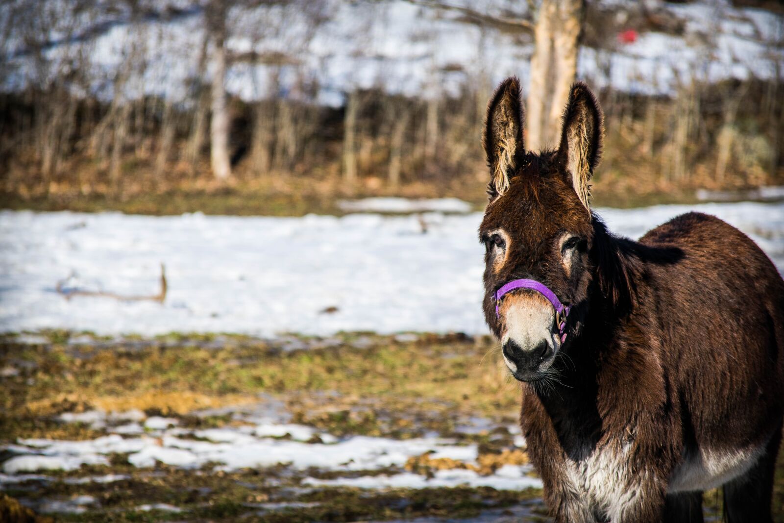 Nikon D3400 sample photo. Donkey, field, animal photography