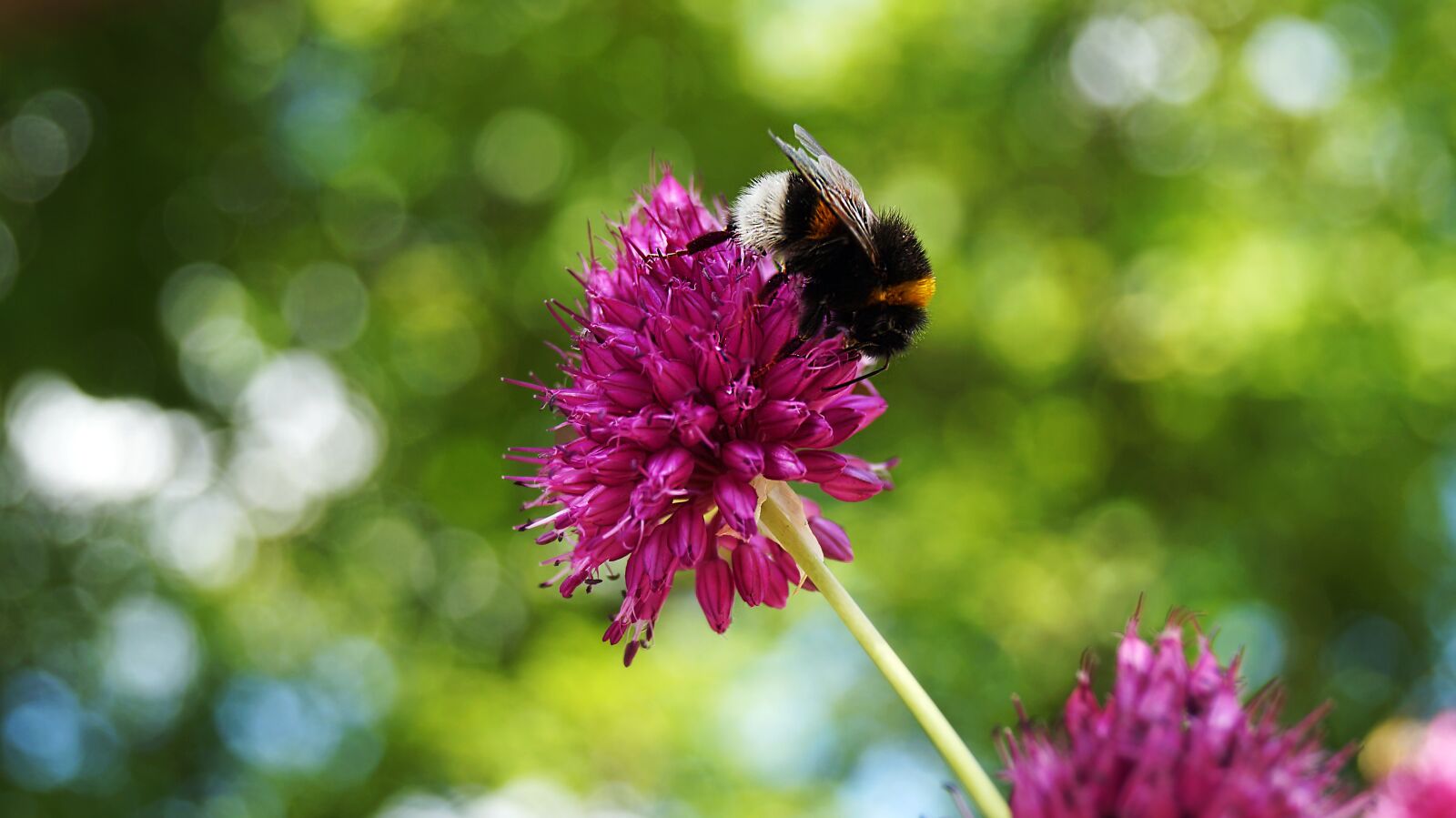 Sony SLT-A37 sample photo. Flower, nature, hummel photography