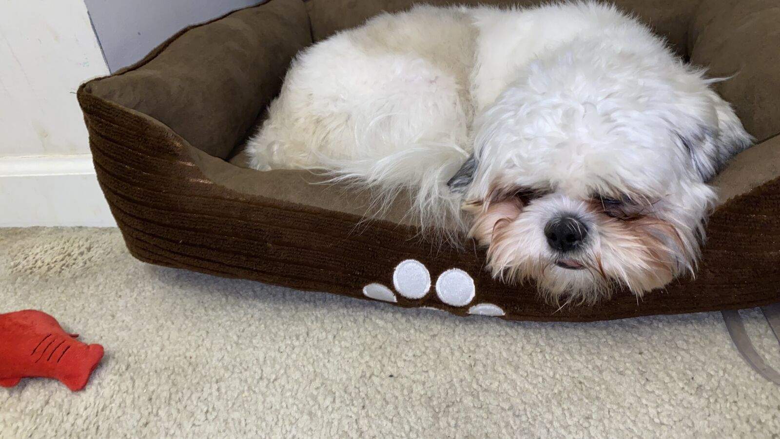Apple iPhone 11 Pro Max sample photo. Dog, shih tzu, sleep photography