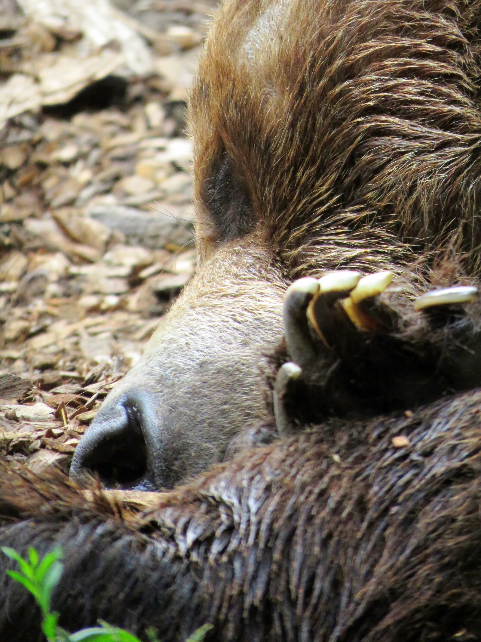 Canon PowerShot SX60 HS sample photo. Bear, calgary zoo, bear photography