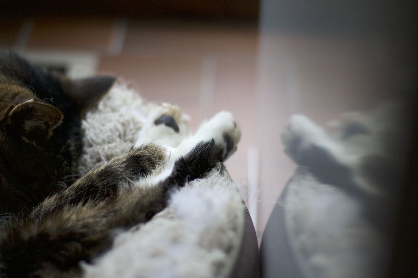 Canon EOS 70D + Canon EF 50mm F1.8 STM sample photo. Animal, cute, reflection photography