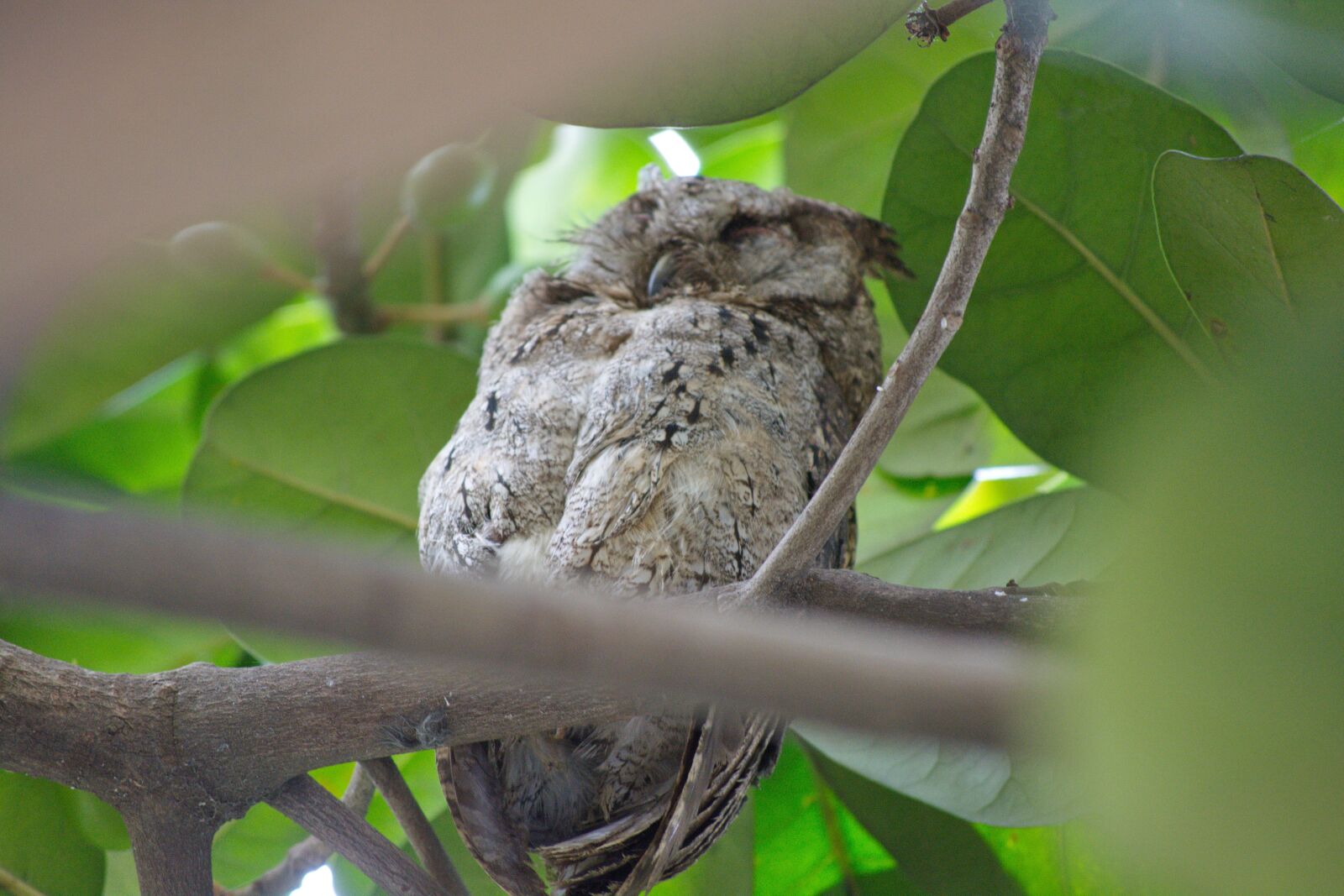 Nikon D5200 sample photo. Owl, birds, ecology photography