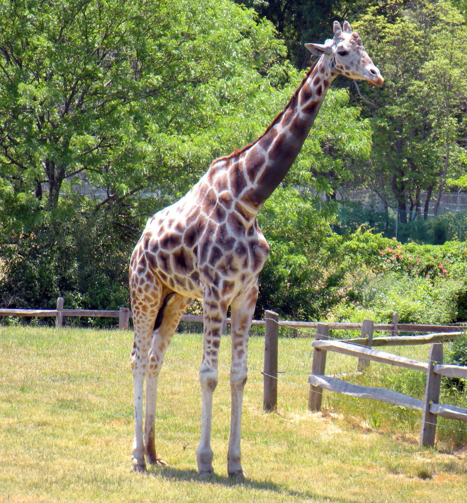 Nikon Coolpix S60 sample photo. Giraffe, tall, animal photography
