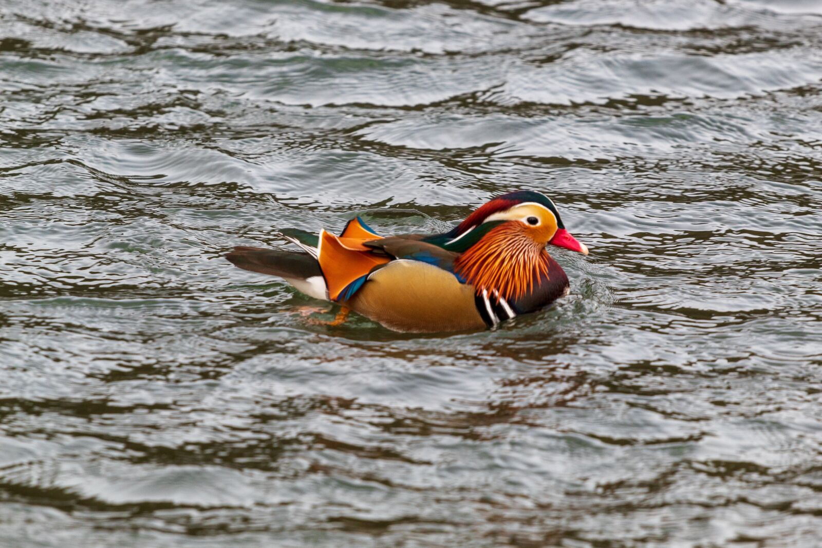 Canon EF 70-200mm F4L USM sample photo. Duck, mandarin, colourful photography