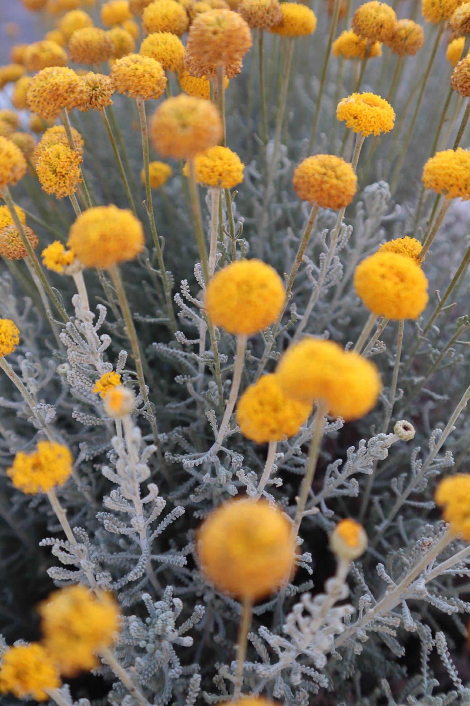 Canon EOS M50 (EOS Kiss M) sample photo. Yellow, group, decorative photography