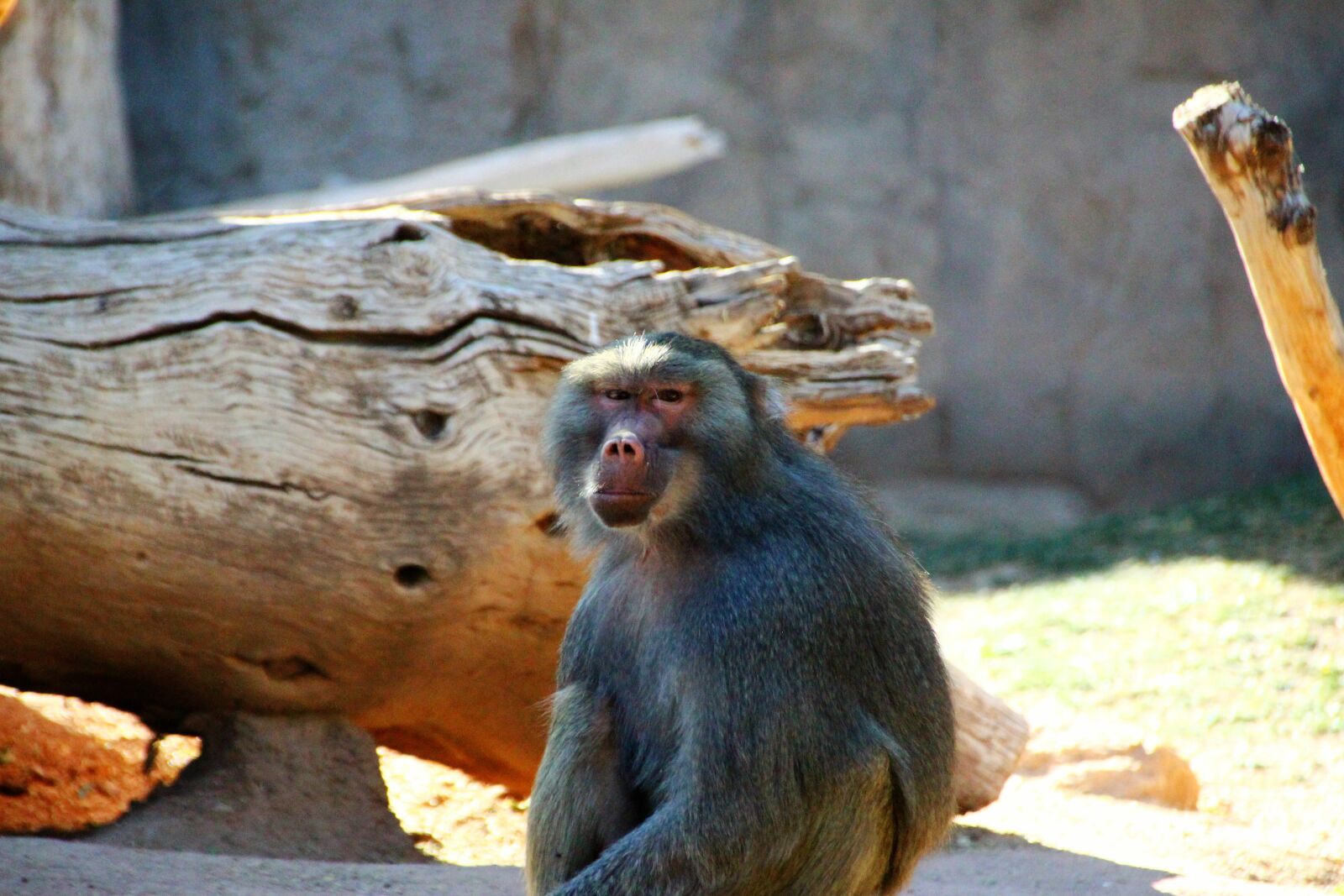 Canon EOS 600D (Rebel EOS T3i / EOS Kiss X5) sample photo. Hamadryas baboon, red butt photography