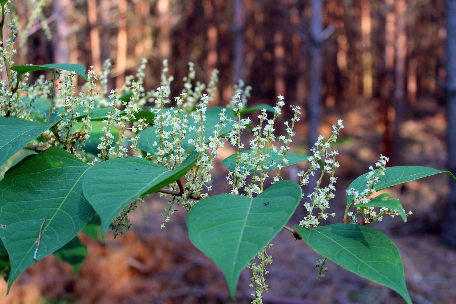 Canon EOS 1200D (EOS Rebel T5 / EOS Kiss X70 / EOS Hi) sample photo. Forest plants, bush forest photography