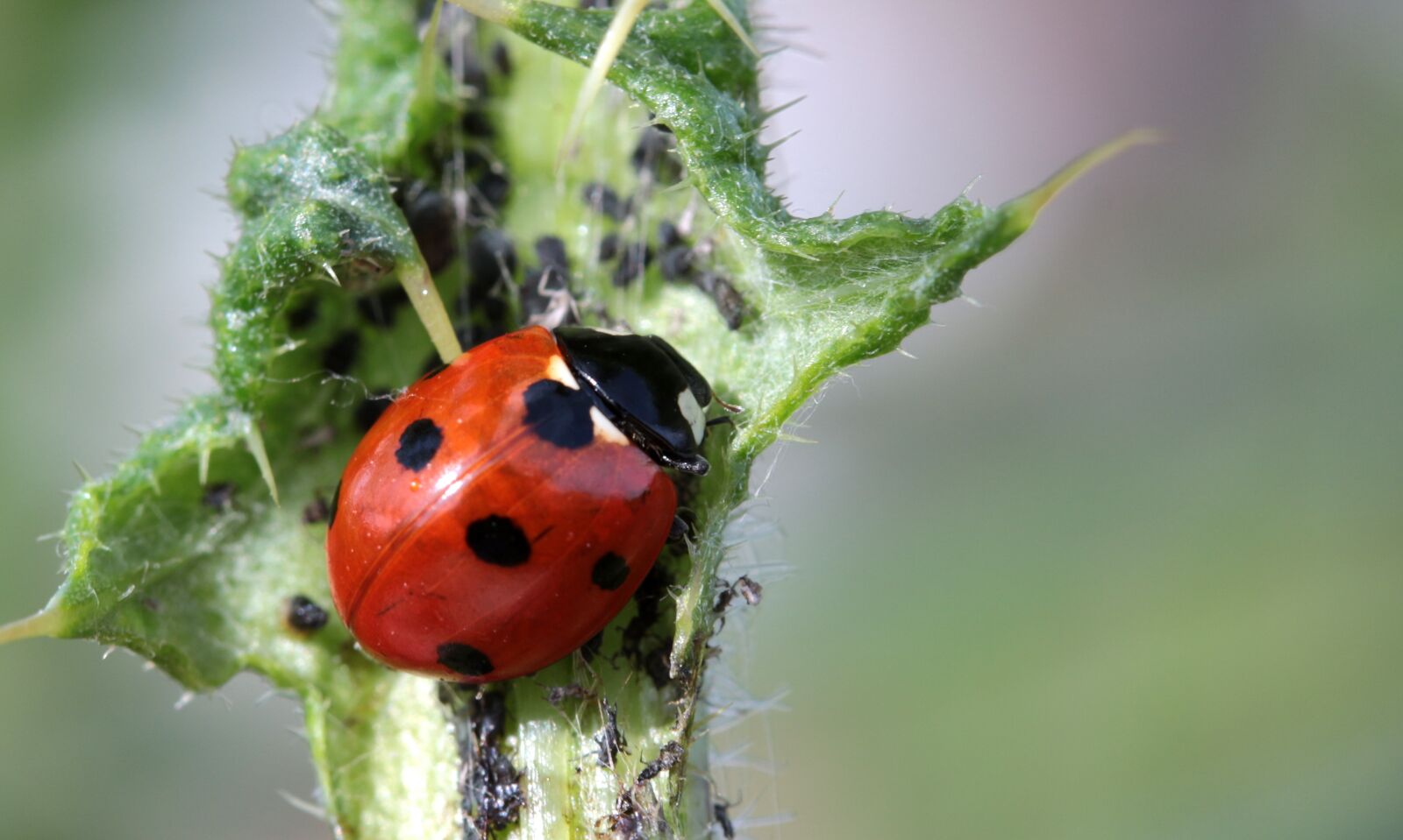 Canon EOS 650D (EOS Rebel T4i / EOS Kiss X6i) sample photo. Ladybug, beetle, coccinellidae photography