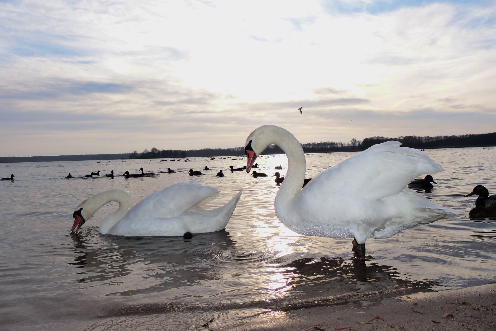 Panasonic Lumix DMC-FZ200 sample photo. Swans, para, water birds photography